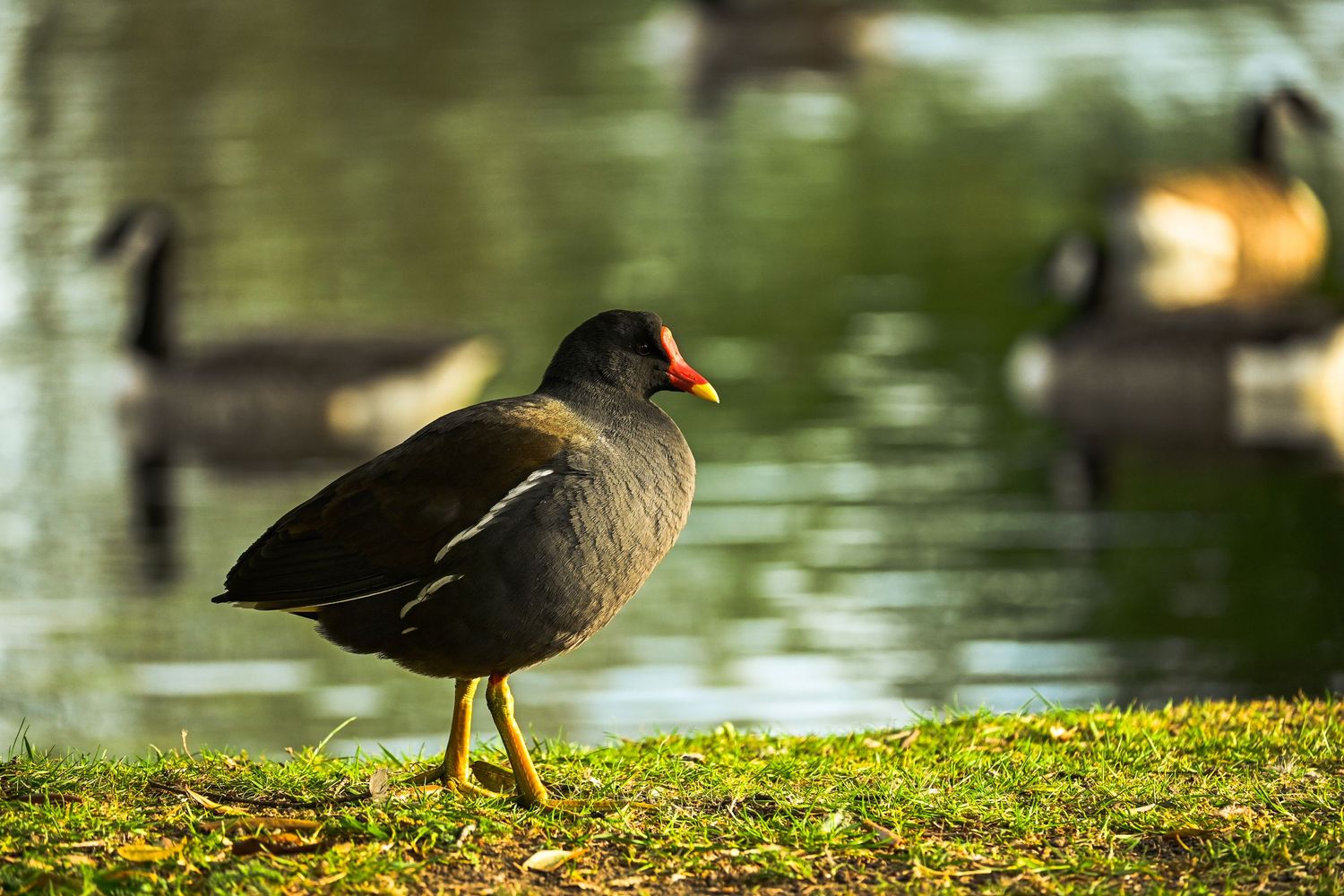 Common moorhen walking at Broomfield Park as wildlife photography available as fine art wall prints.