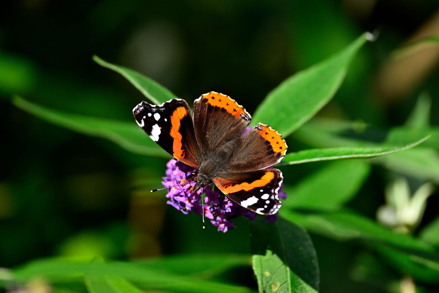 Red Admiral butterfly resting on mini purple flowers as wildlife photography are available as wall art prints