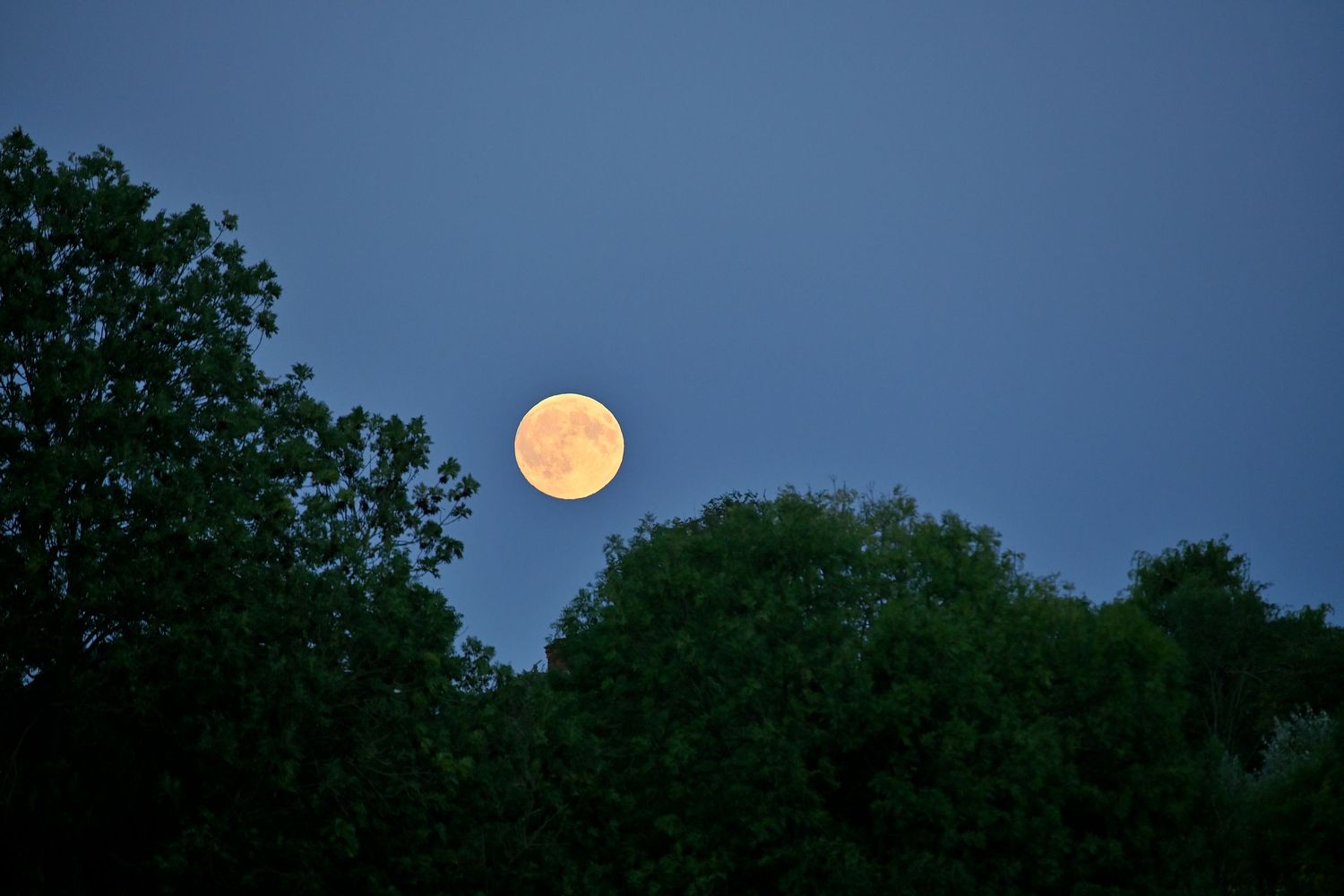 Moon rises from the trees during blue hour as moon photography available as fine art wall prints.