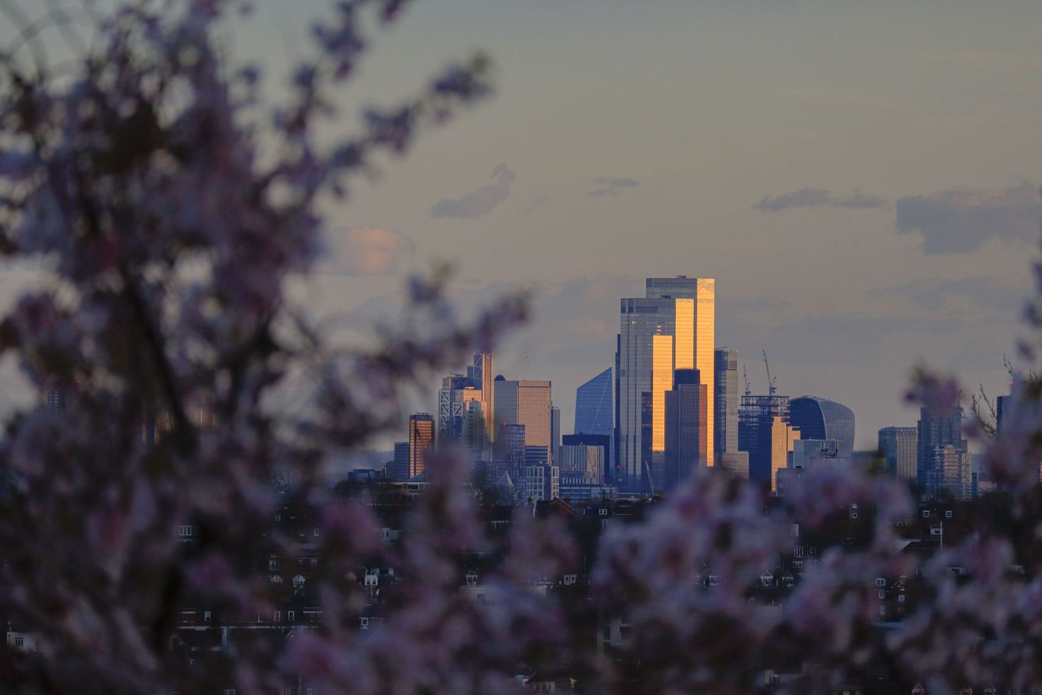 Spring trees and central London buildings from a far distance as urban photography available as fine art wall prints.