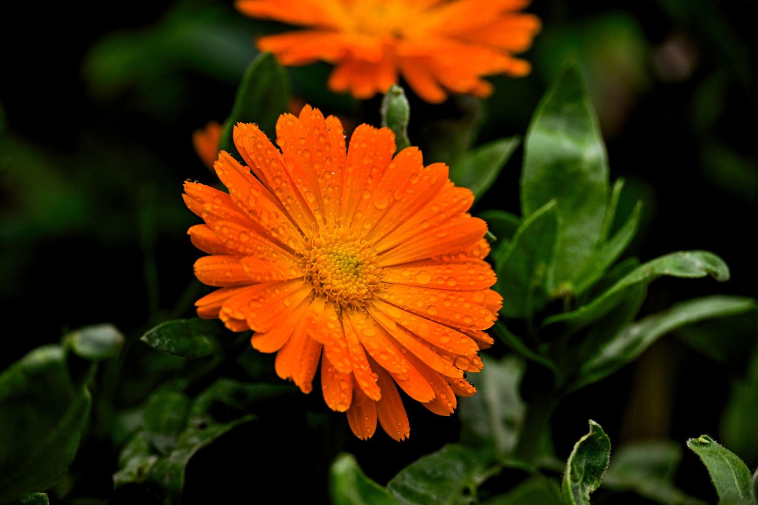 Orange flower with raindrops as flower photography available as fine art wall prints.