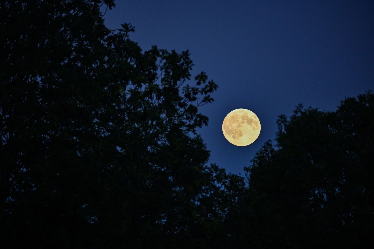 Moon rises from the trees during blue hour as moon photography available as fine art wall prints.