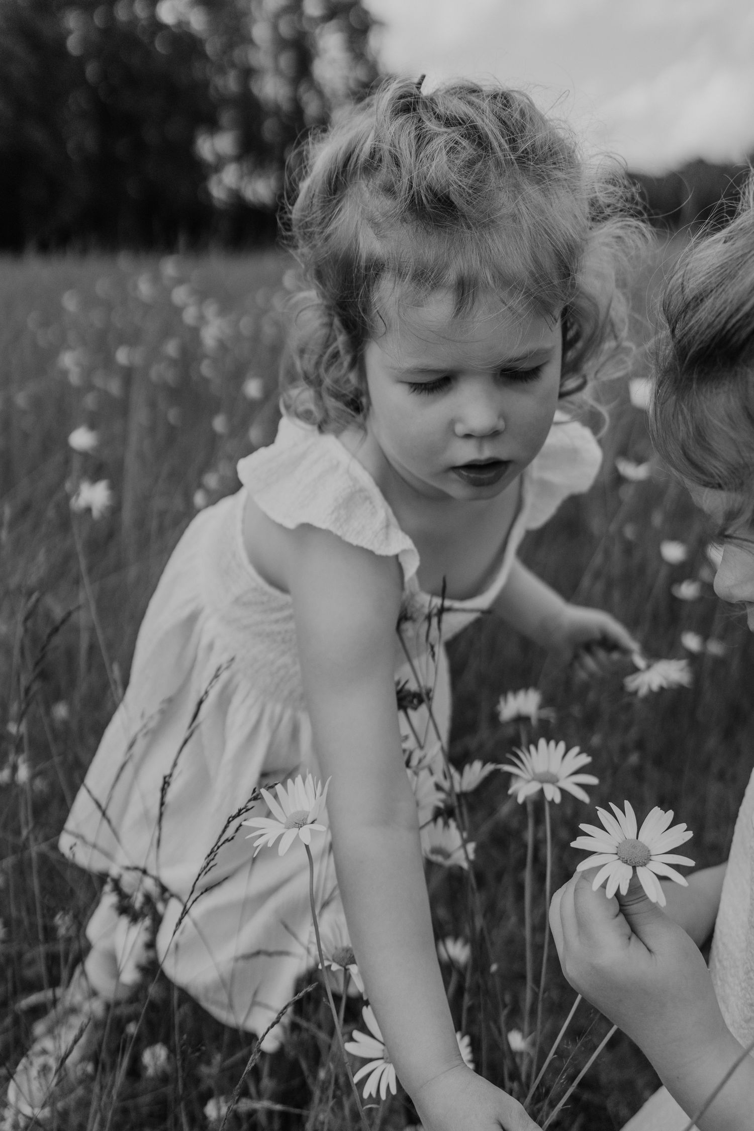 Een meisje dat bloemen plukt in een bloemenveld tijdens een gezinsfotoshoot in Tilburg
