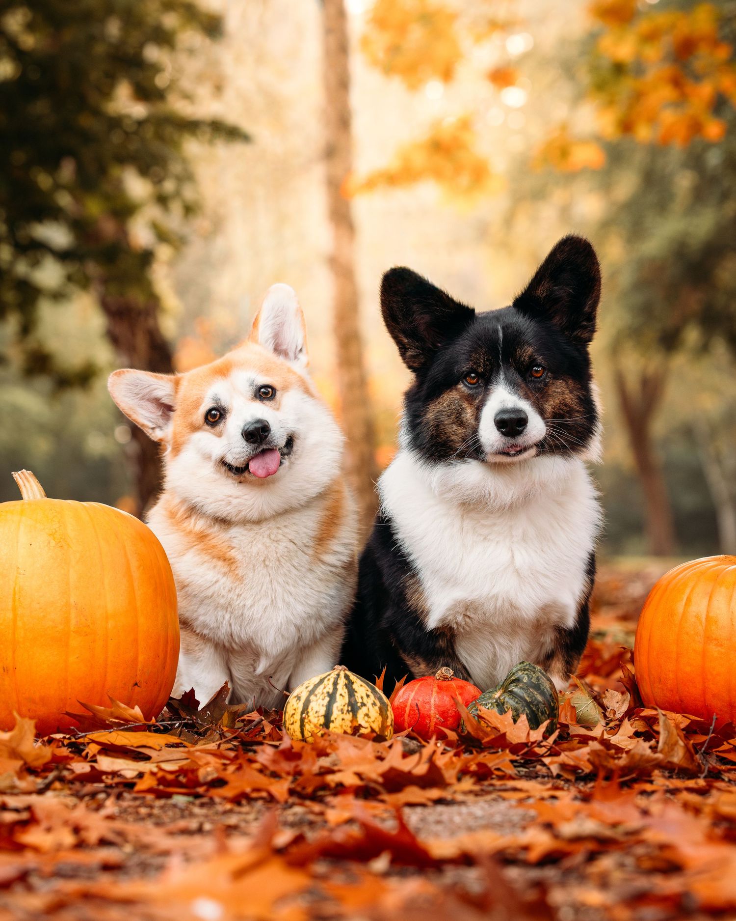 Four happy corgis posing with orange pumpkins on autumn leaves.
