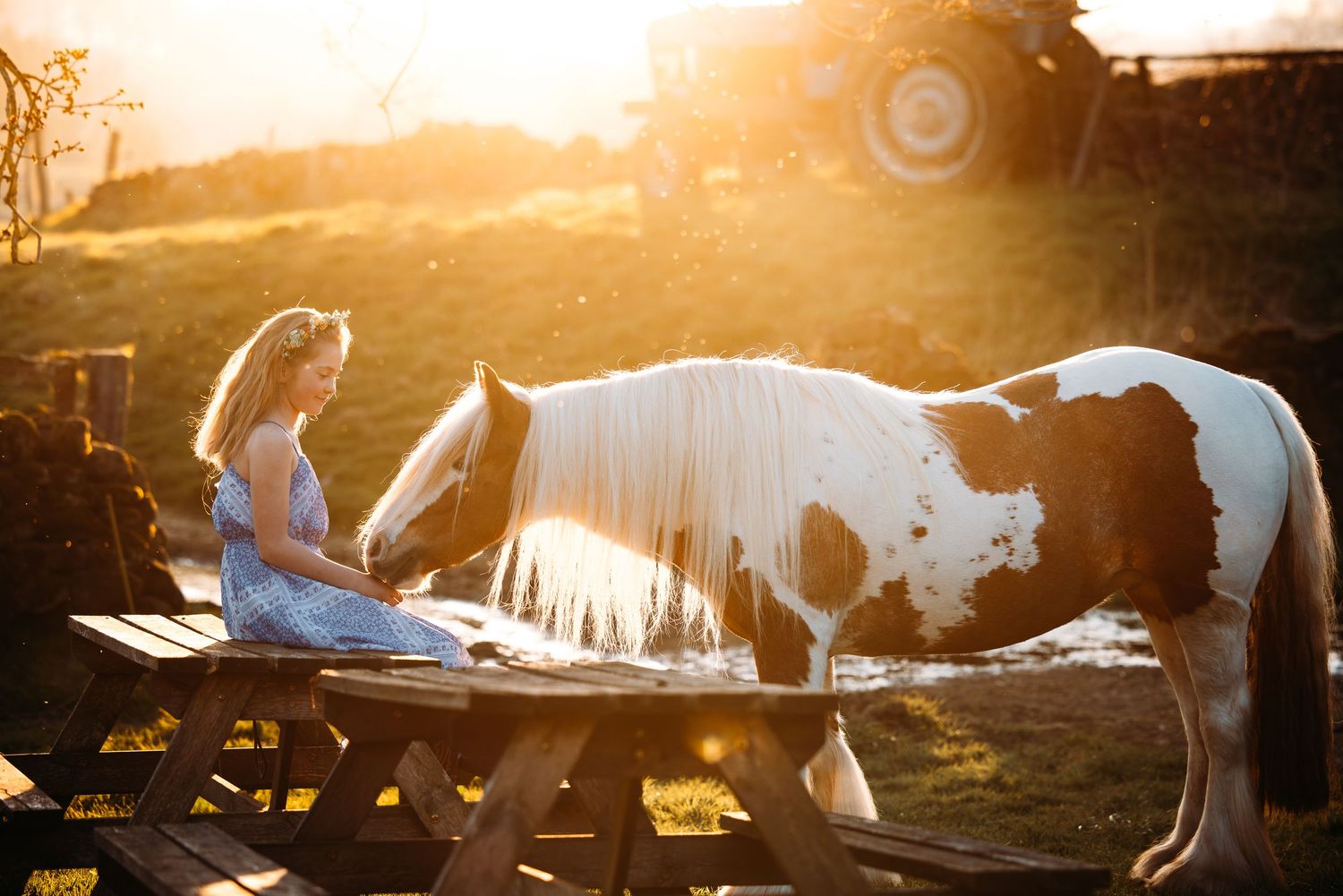 Spotted horses resting near wooden benches during sunset.