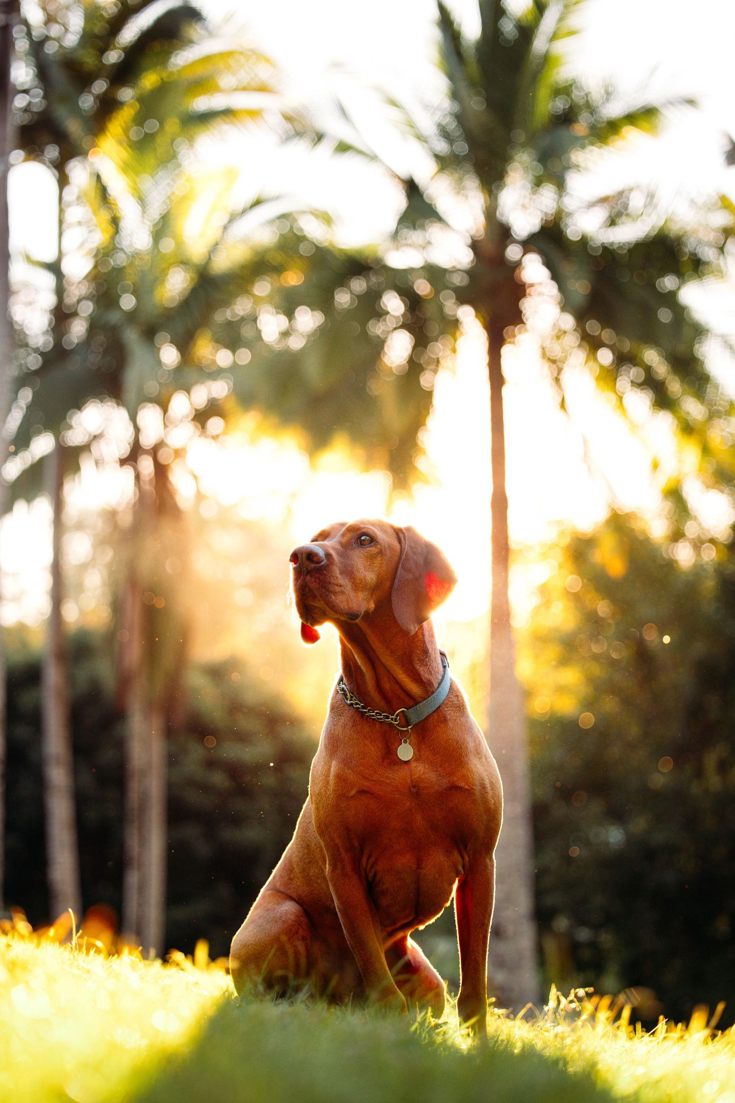 Dog lying in grass at sunset with palm trees silhouetted in background.