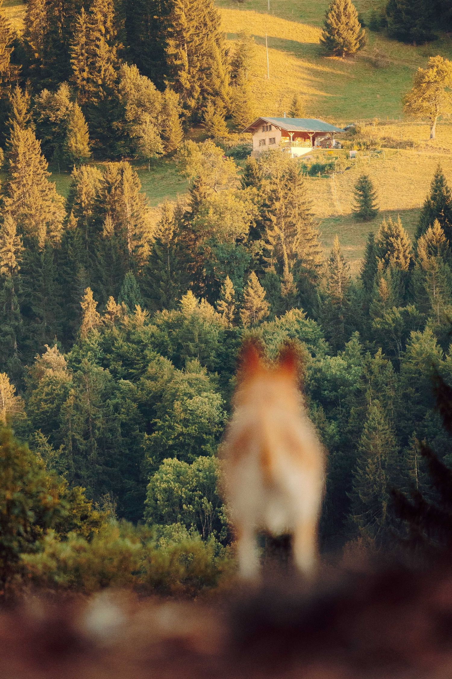 Mountain chalet nestled among evergreen trees with dog silhouette in foreground.