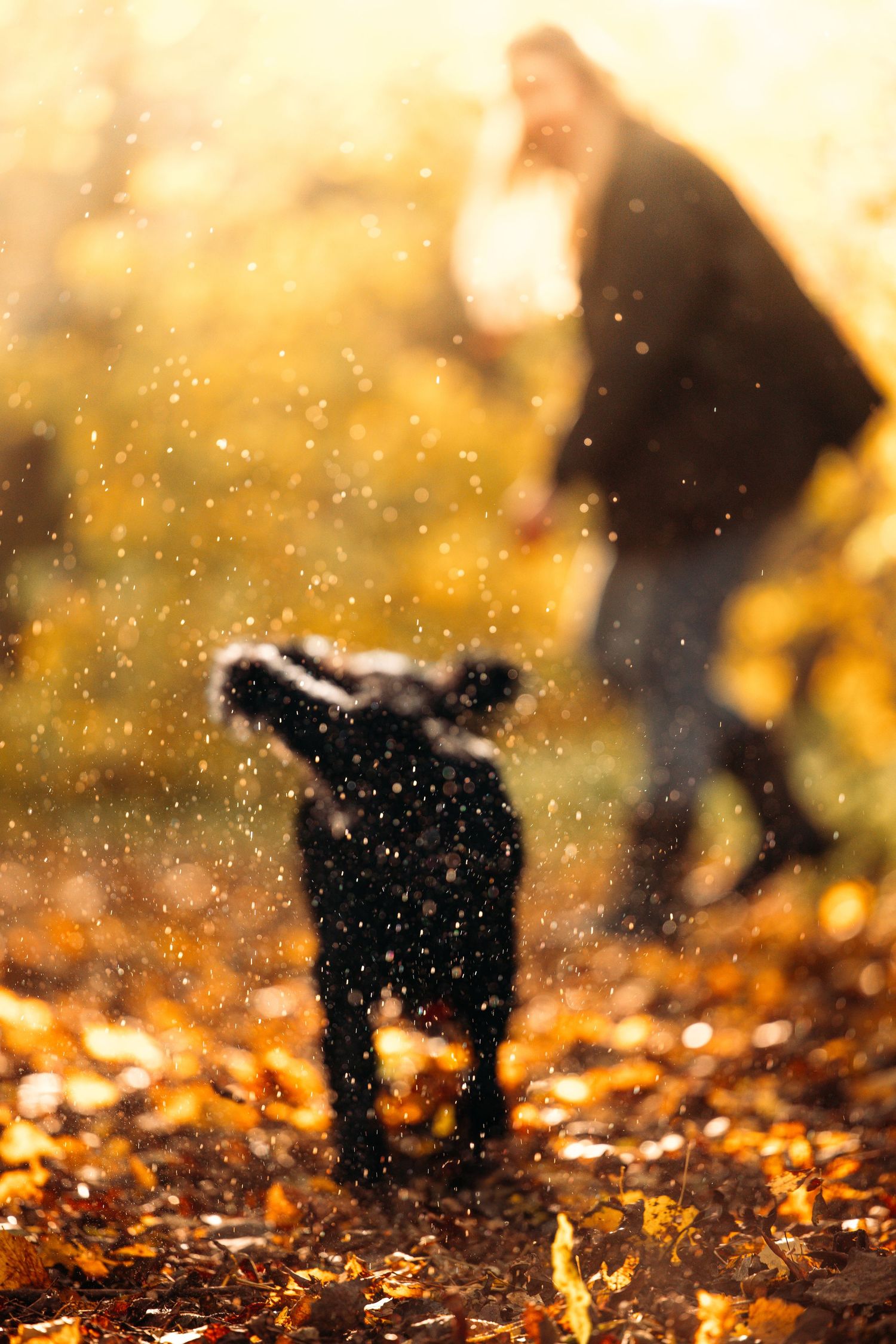 Black dog playing in autumn leaves with water droplets sparkling in golden sunlight.