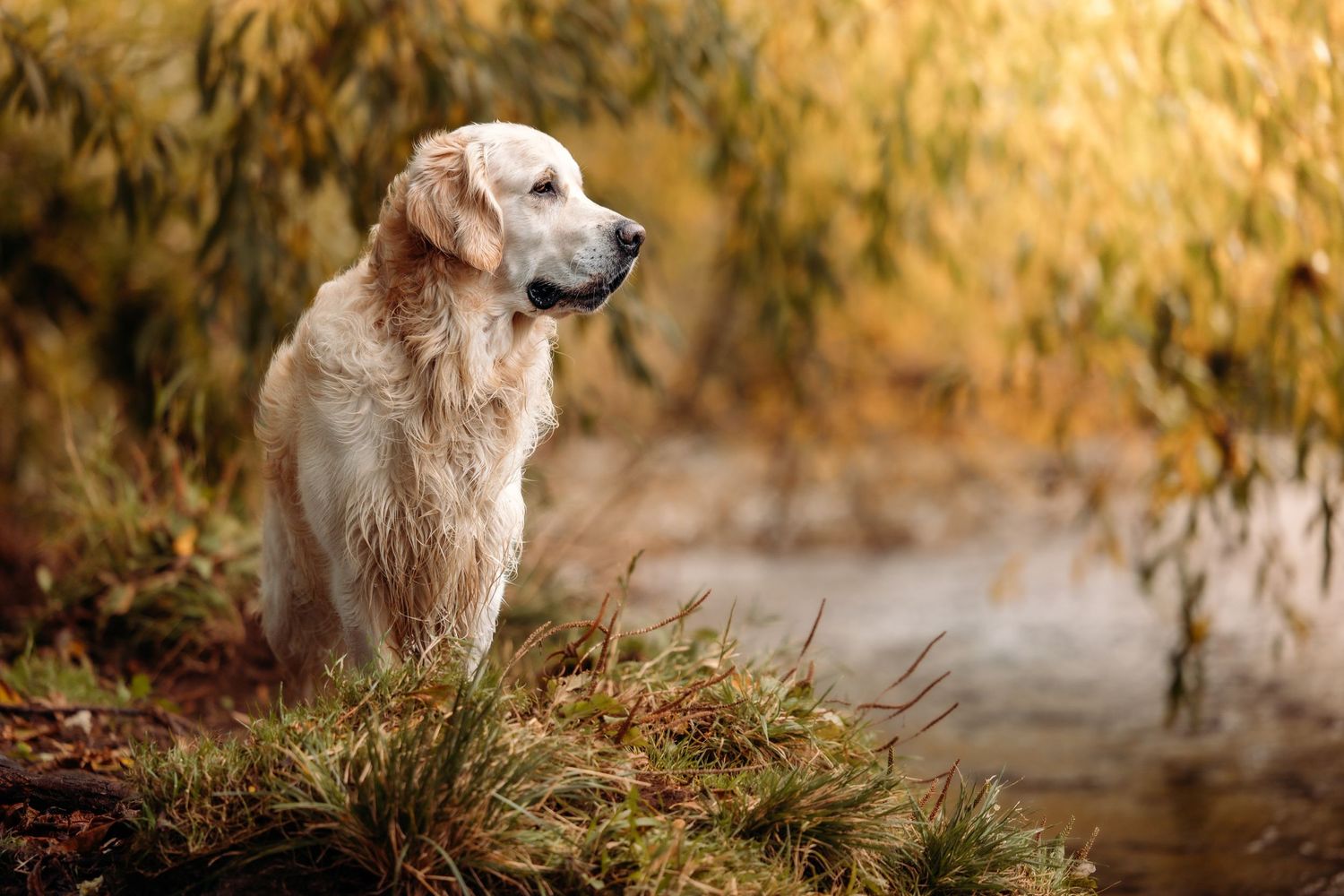 Portrait of beagle dog in autumn foliage with warm golden lighting.