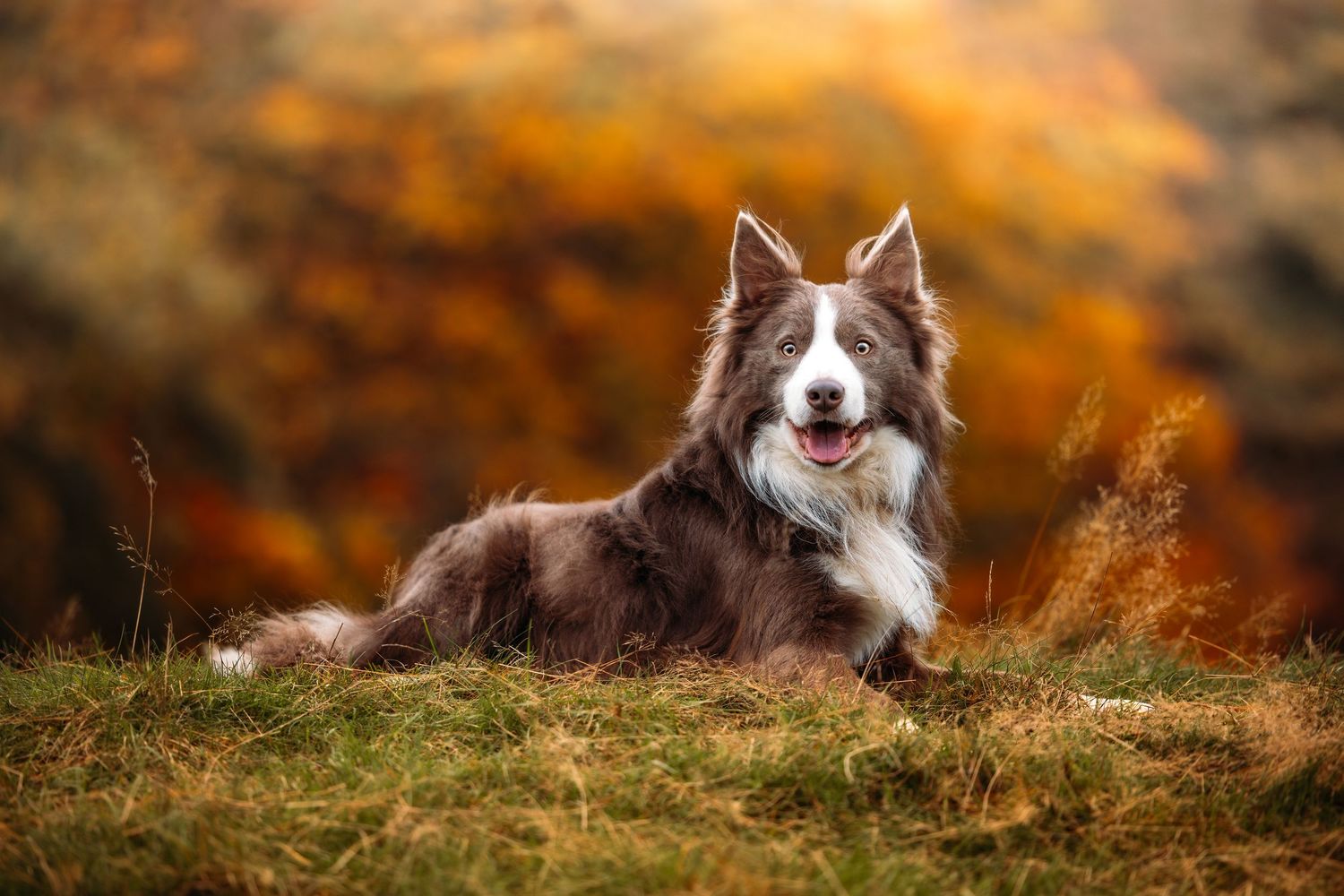Border Collie dogs resting on grass with fall foliage in background.