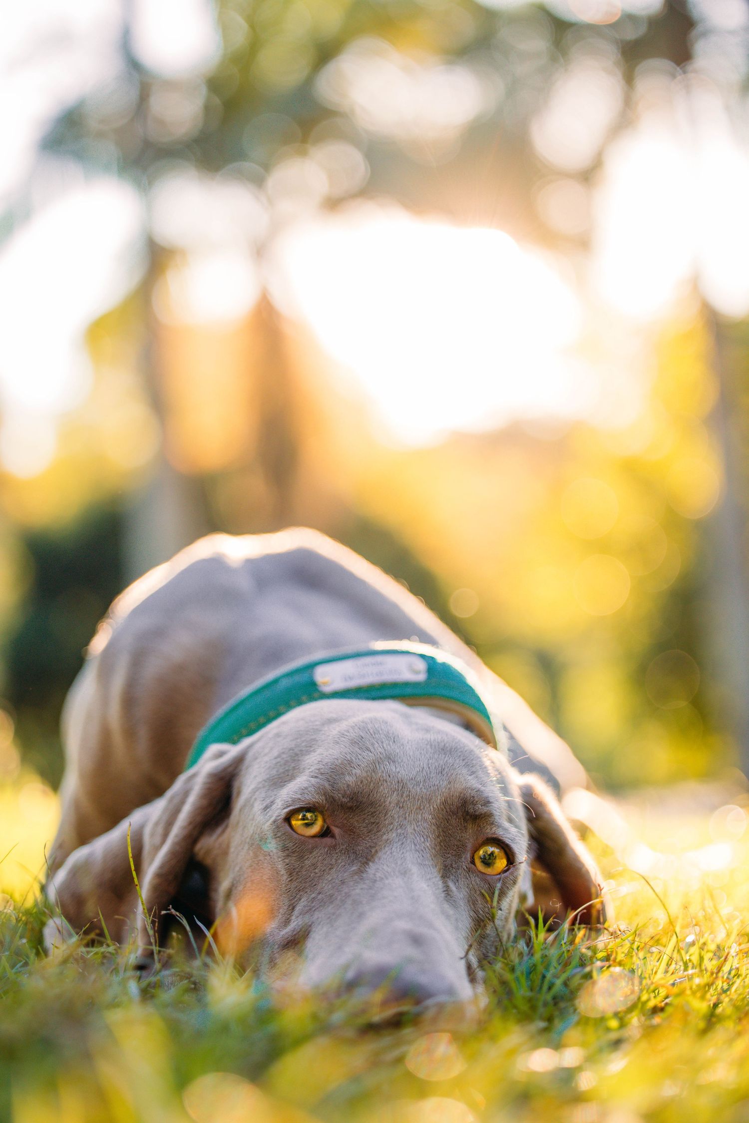 Close-up of Weimaraner dog with amber eyes lying in grass during golden hour.