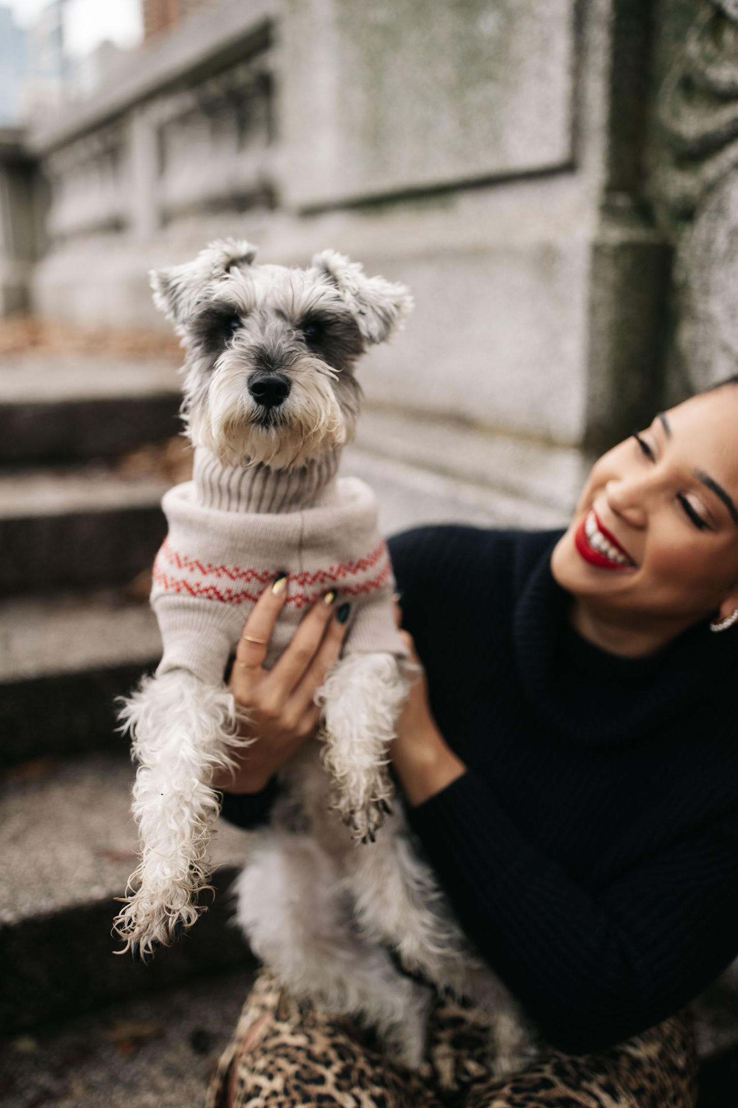 Cute white Schnauzer dog wearing a cozy winter sweater with Nordic pattern being held up outdoors.