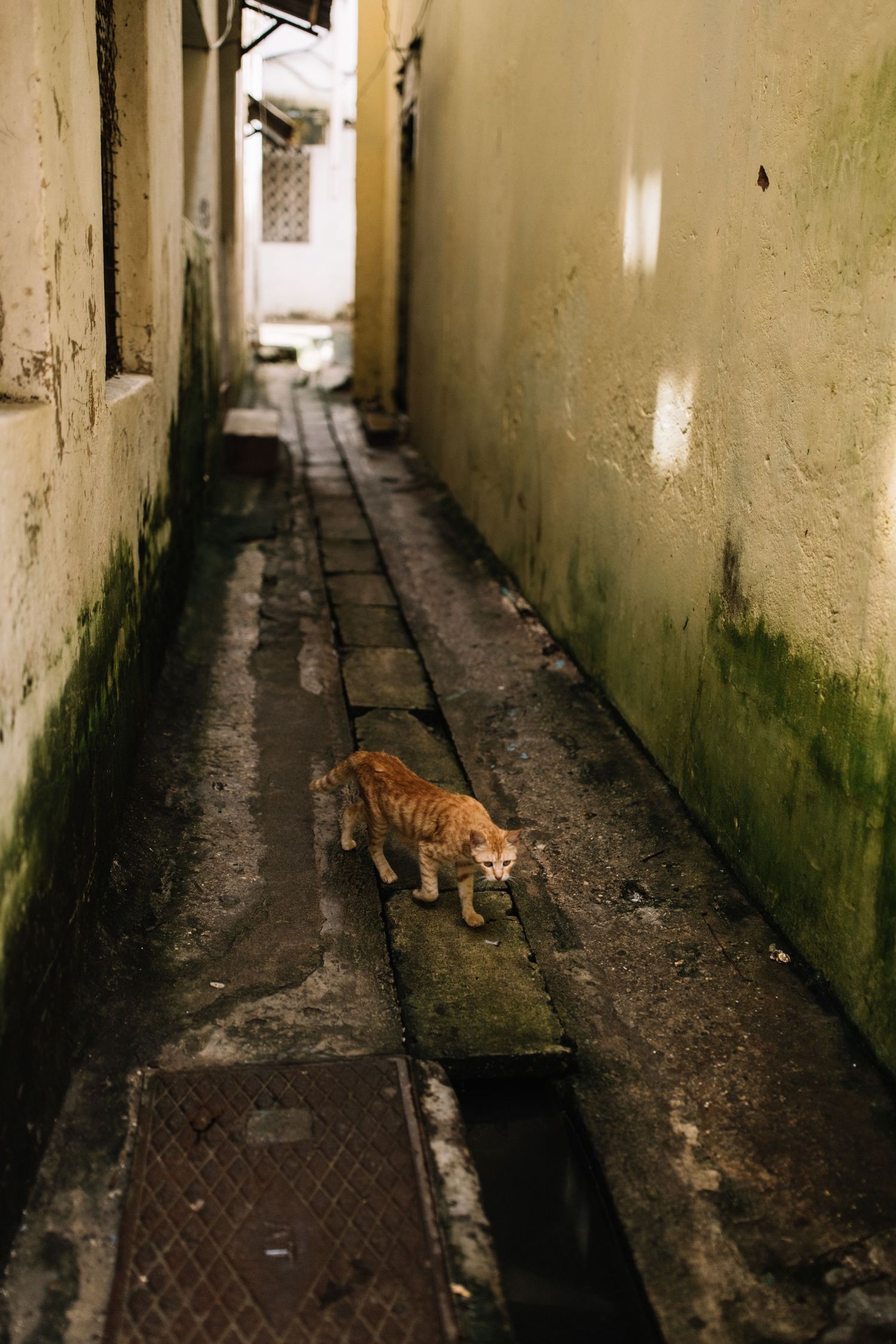 An orange cat sits alone in a narrow, grungy alley with weathered walls and a dark pathway stretching ahead.