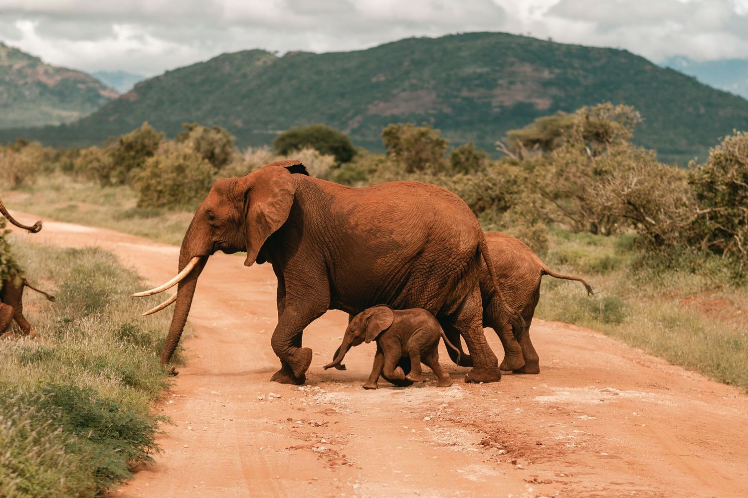 African elephant and baby calf crossing a dusty dirt road in the savanna with mountains in the background.