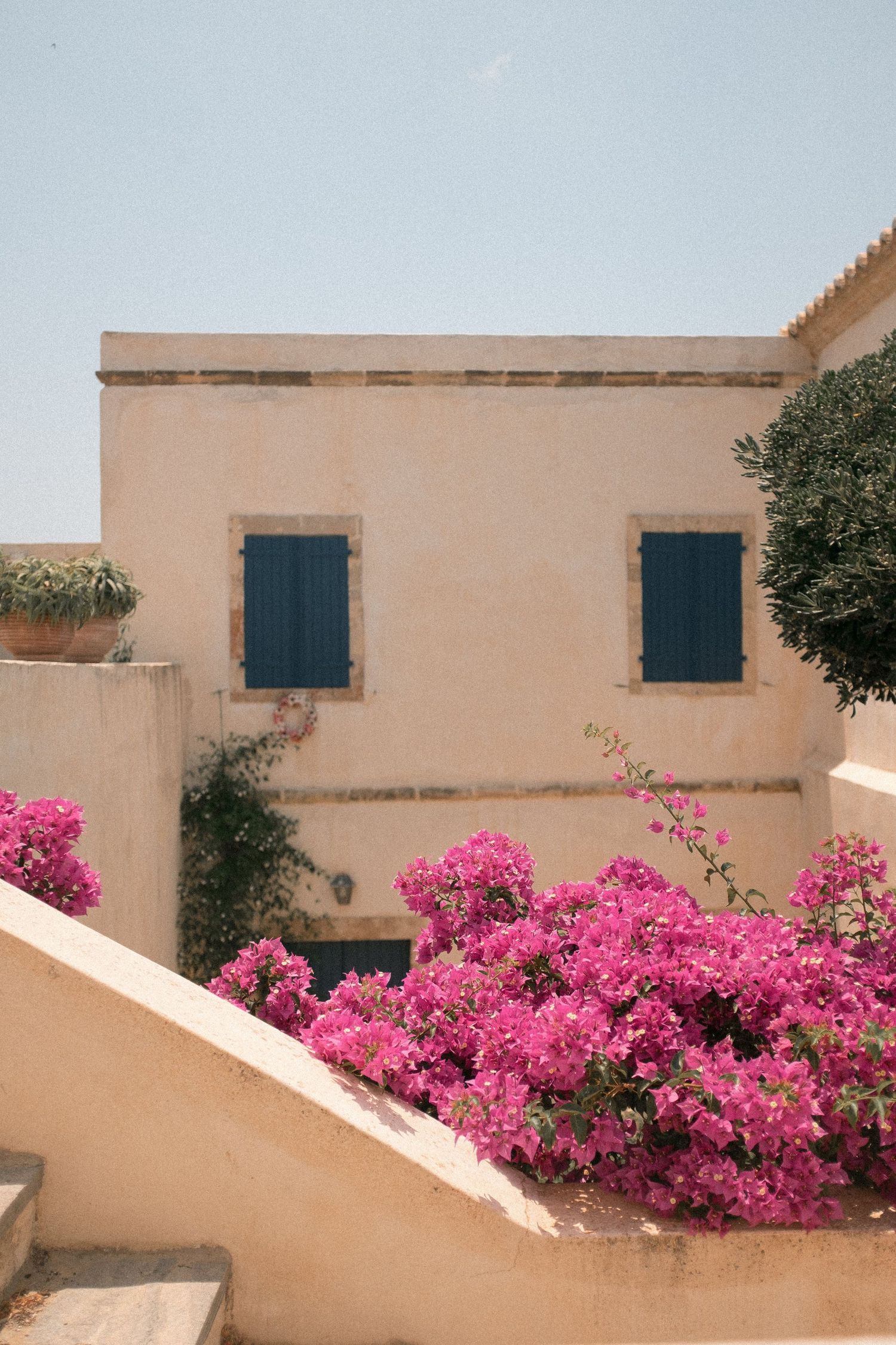 Blooming pink bougainvillea flowers contrast beautifully against beige stucco walls and blue shutters in Mediterranean architecture.