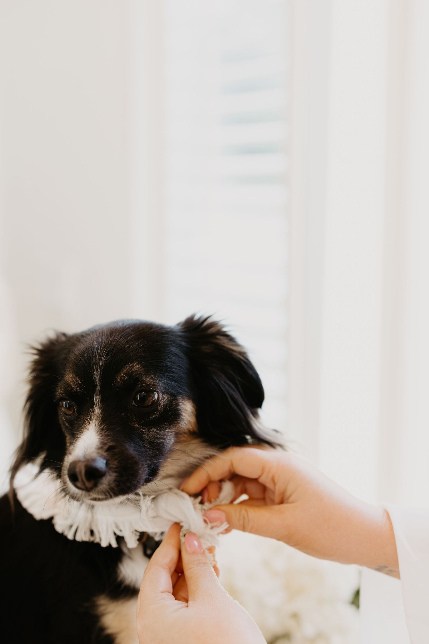A pair of hands gently adjusts a collar on a black and white dog with a sweet expression.