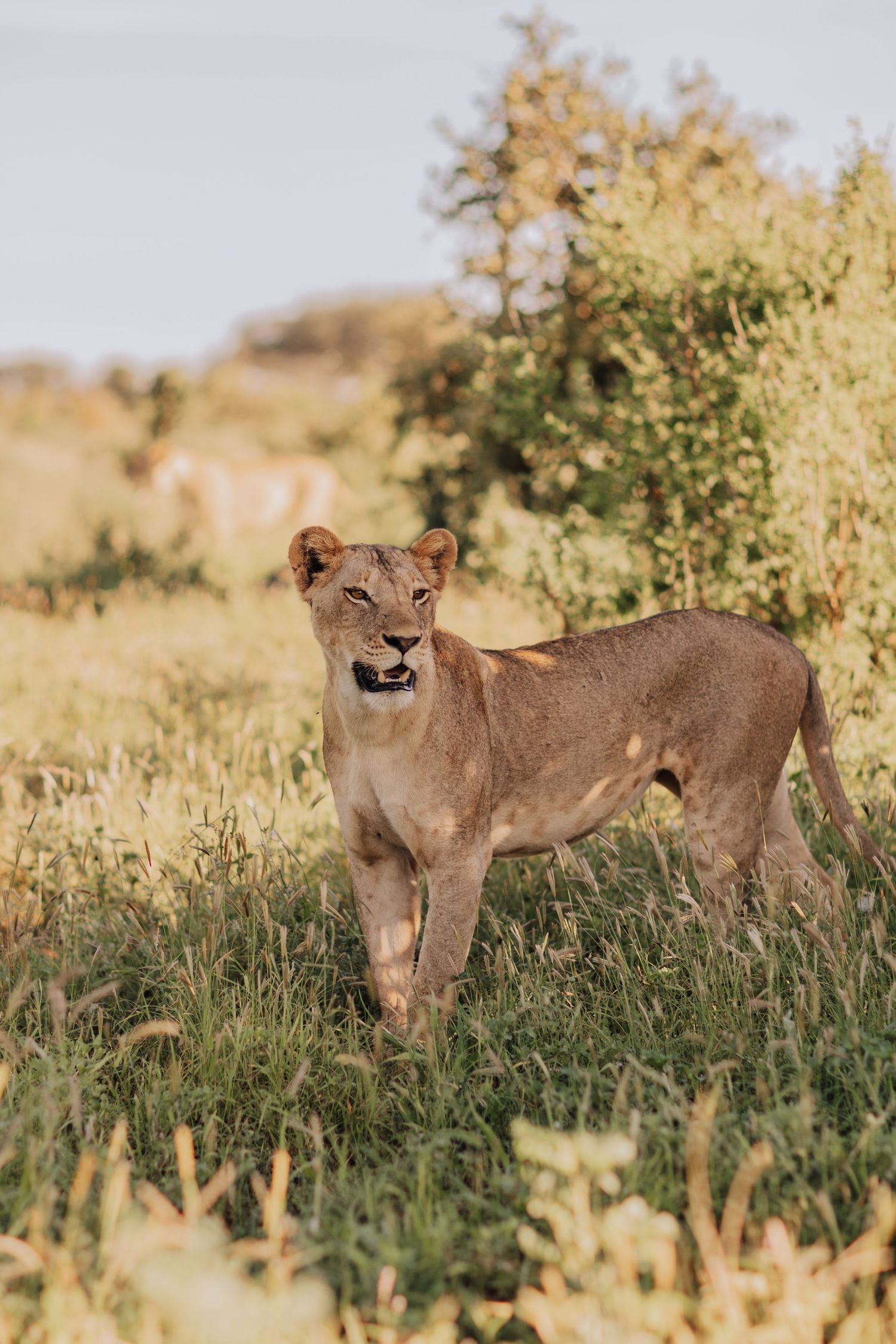 Three lionesses scan the savanna landscape while standing alert in tall golden grass during sunset.