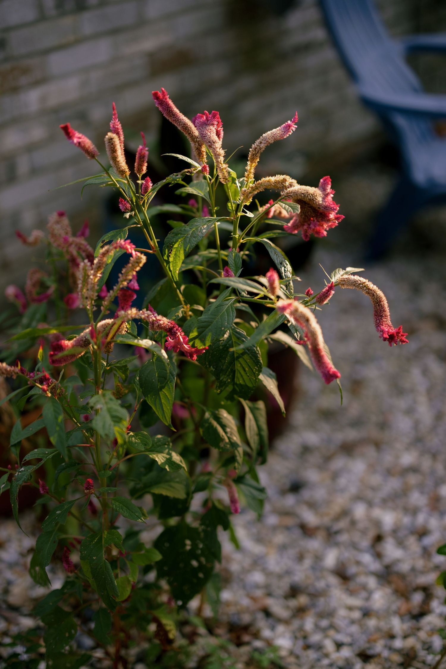 Pink flowers bloom on a green plant growing in a garden with small pebbles or gravel visible below.