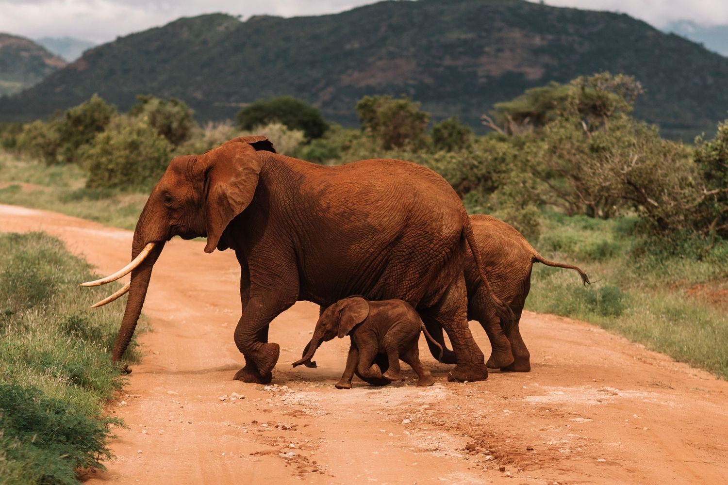 African elephant mother and baby crossing a dirt road in Kenyan savanna with green mountains in the background.