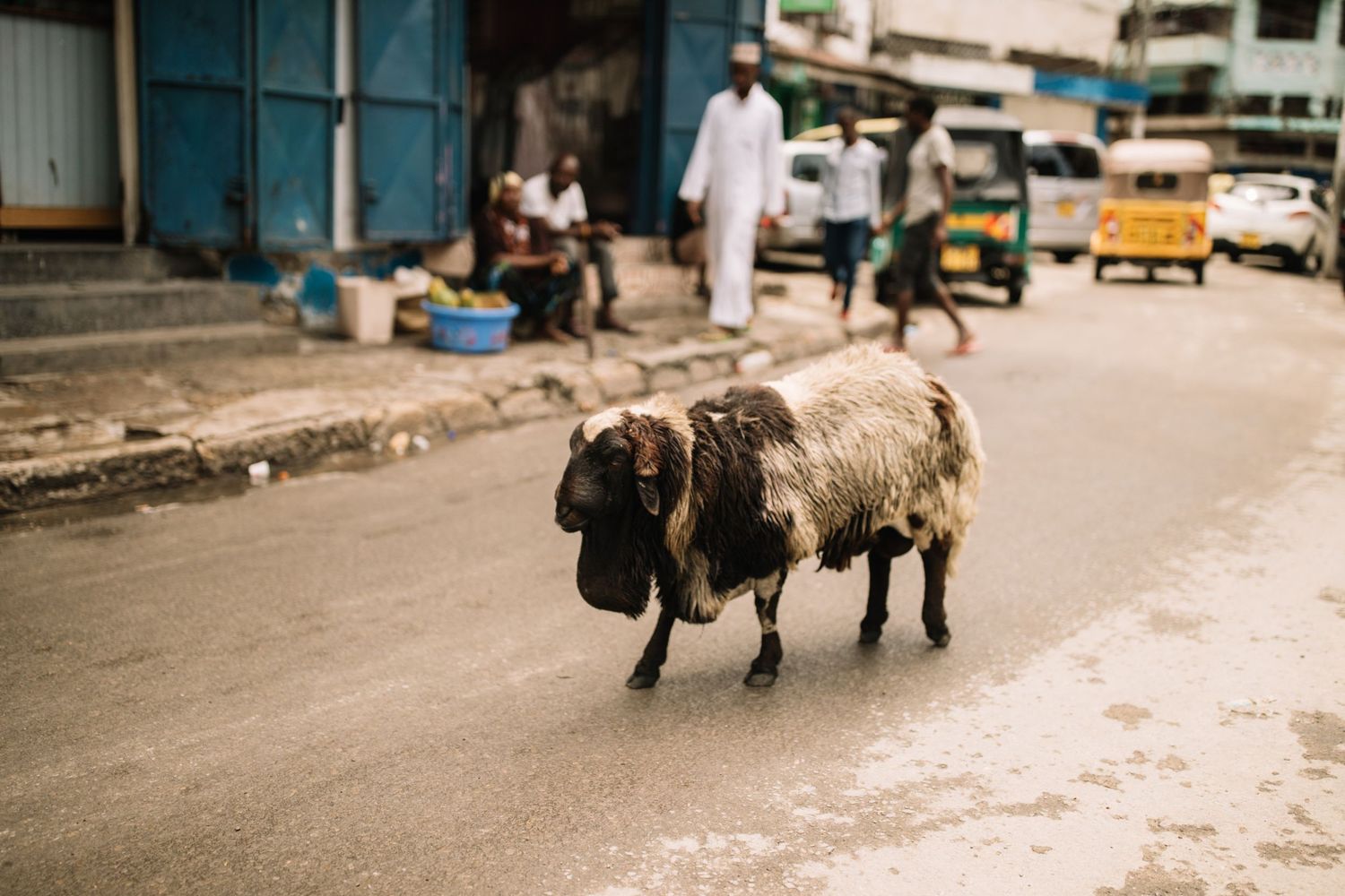 A scruffy black and white sheep walks alone on an urban street with auto rickshaws and buildings in the background.
