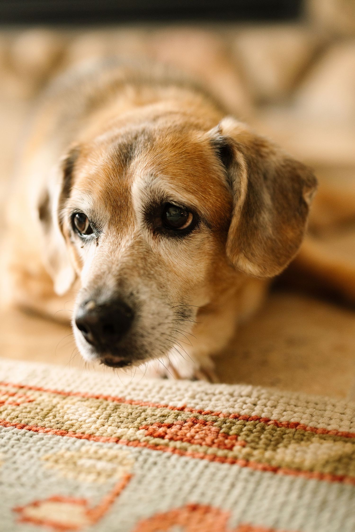 Close-up portrait of a beagle mix dog with brown and white fur resting on a patterned rug.