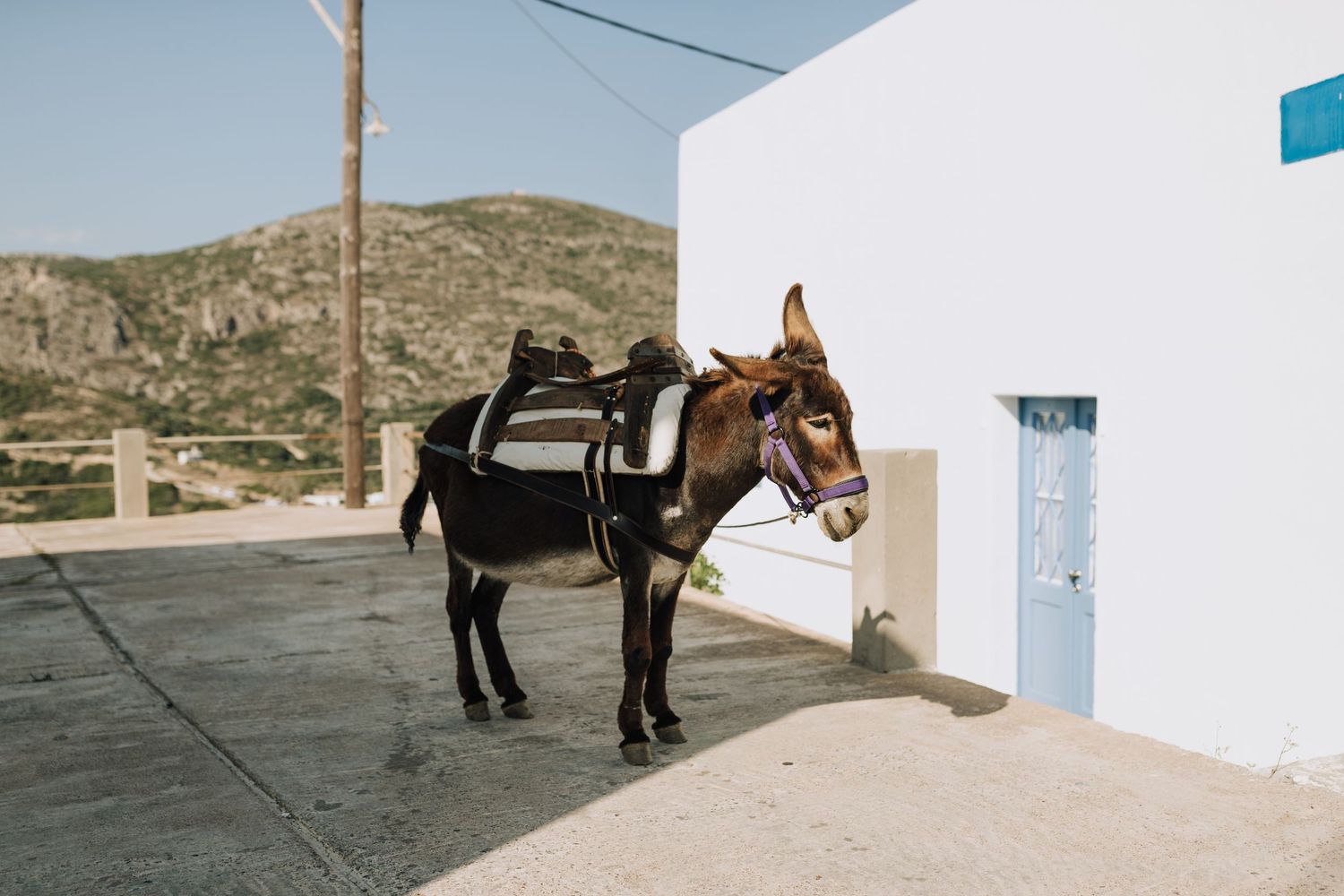 A series of six photographs showing a donkey against white walls in a desert mountainous landscape setting.