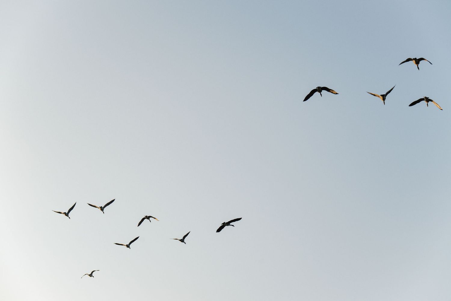 A flock of birds soars gracefully across a misty gray sky during migration season.