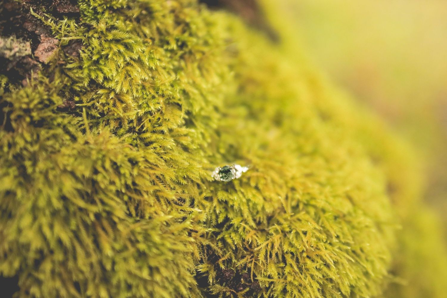 Close-up of an engagement ring resting on moss in a natural outdoor setting