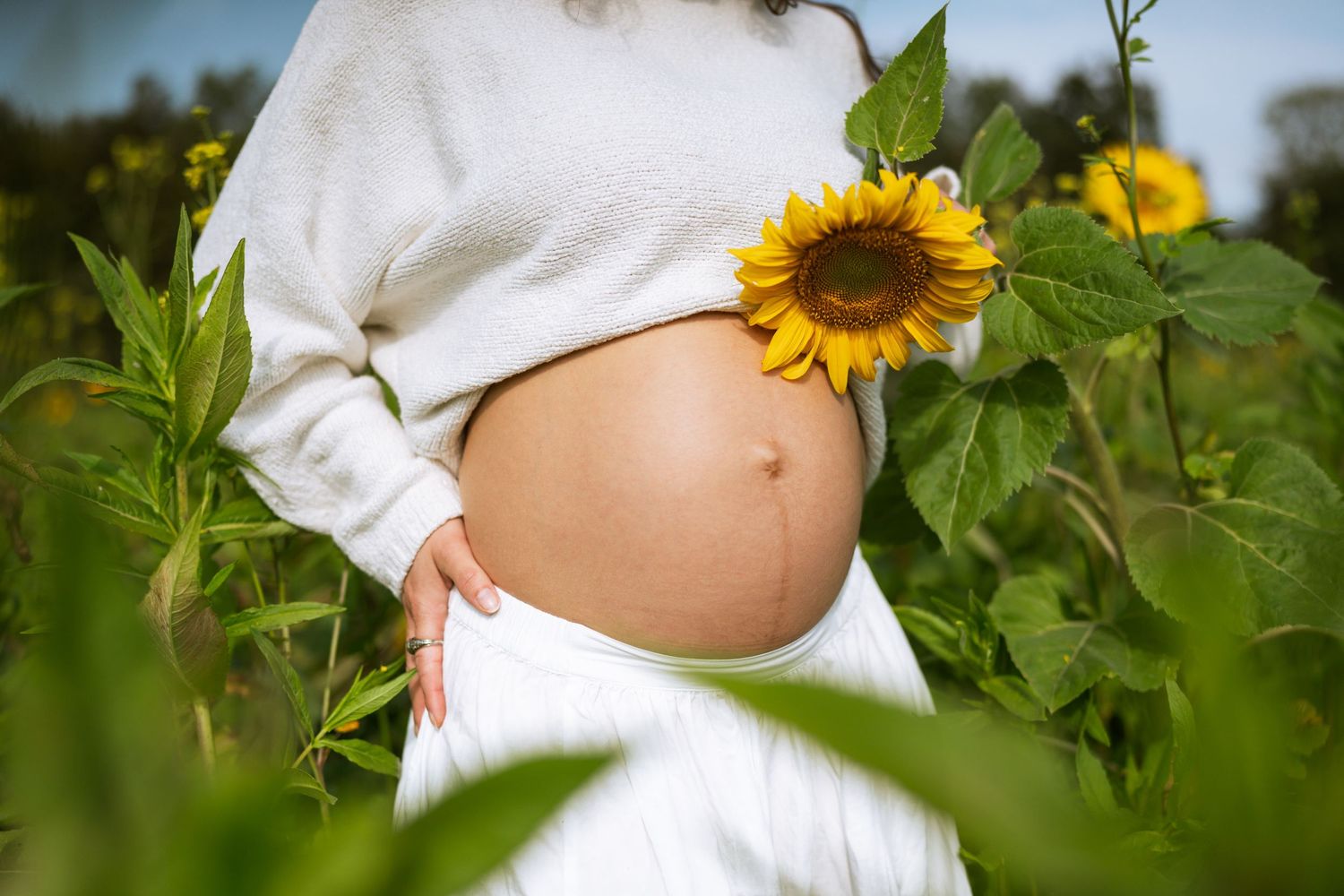 Pregnant woman in a white sweater holds a bright sunflower against her bare belly in a sunflower field.