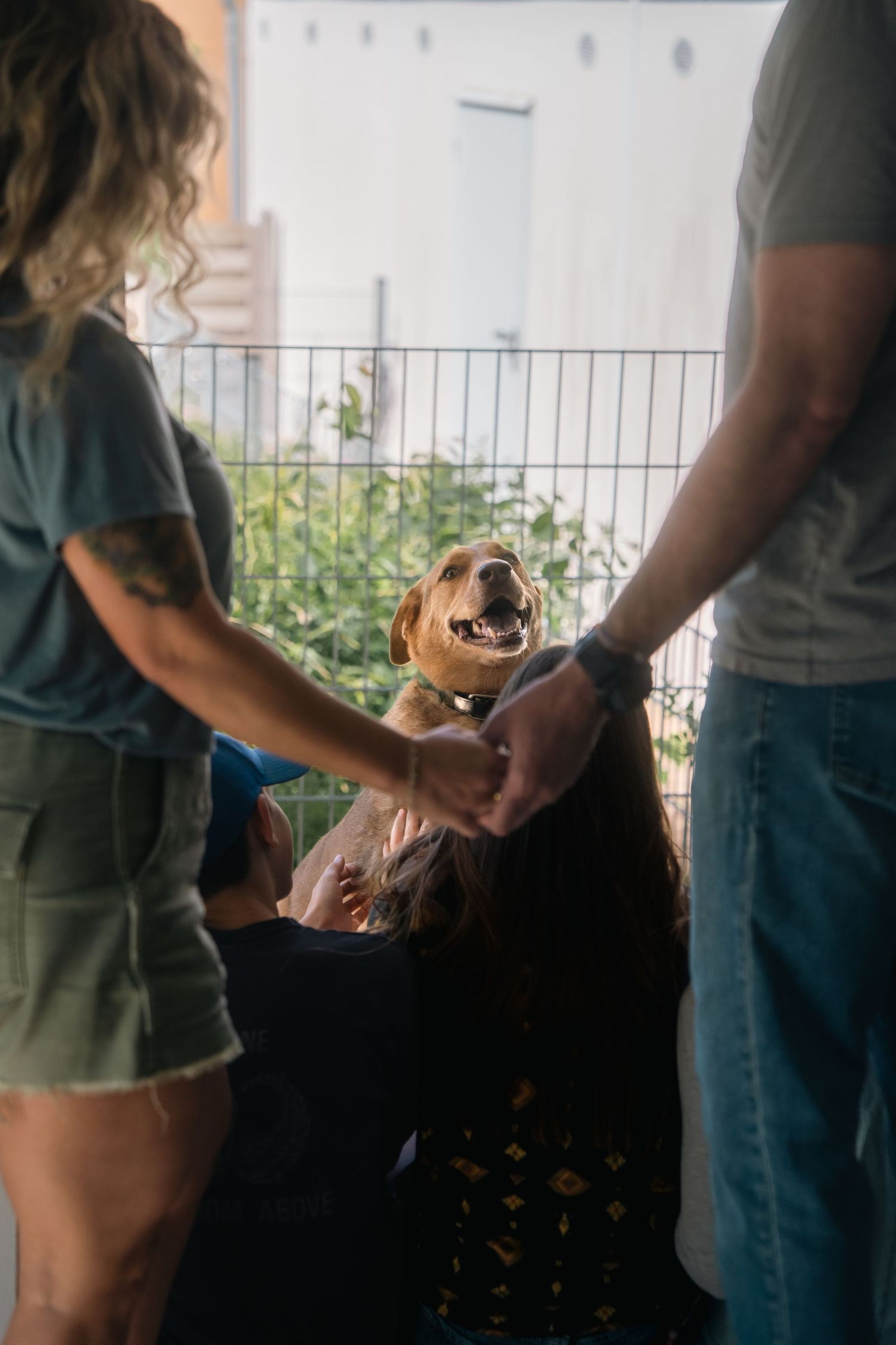 Smiling tan dog stands at a wire fence as a woman and man hold hands over a child in front of it.