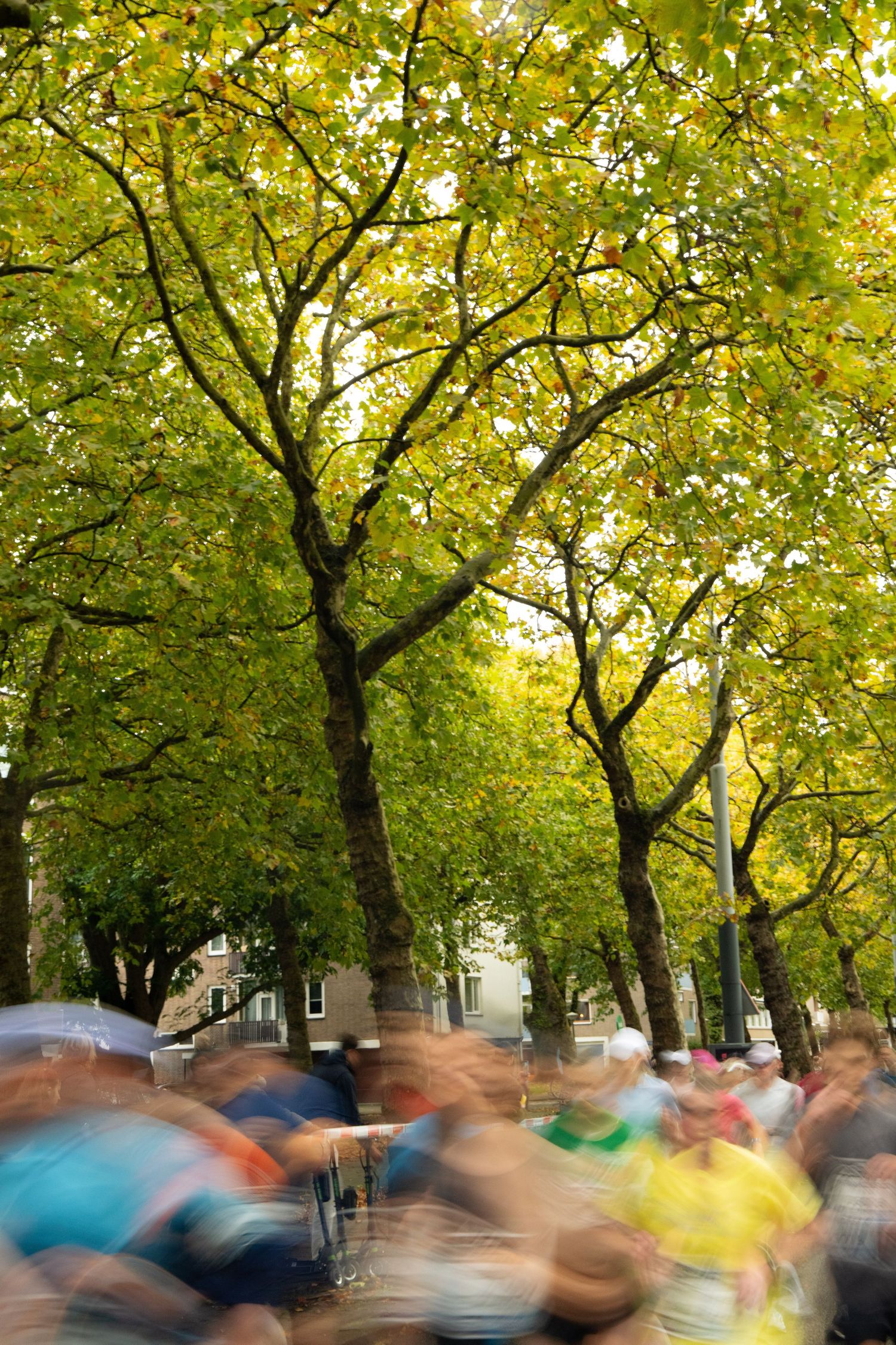 Blurred marathon runners stream beneath tall autumn trees with yellow-green leaves along a city street.
