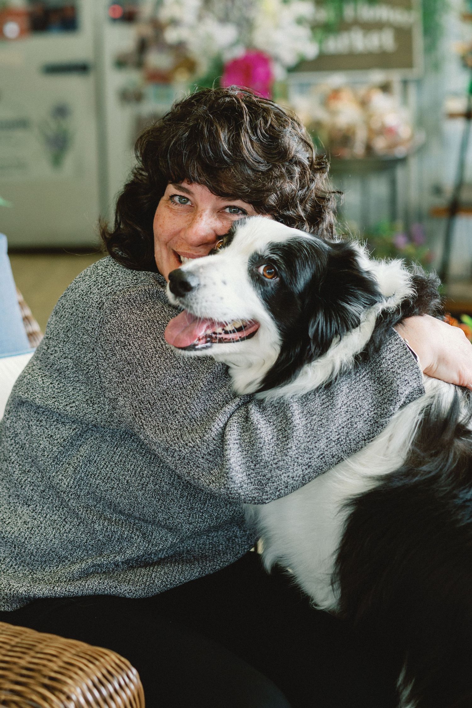 A Border Collie with black and white fur snuggles close to someone wearing a gray sweater in a cozy indoor setting.