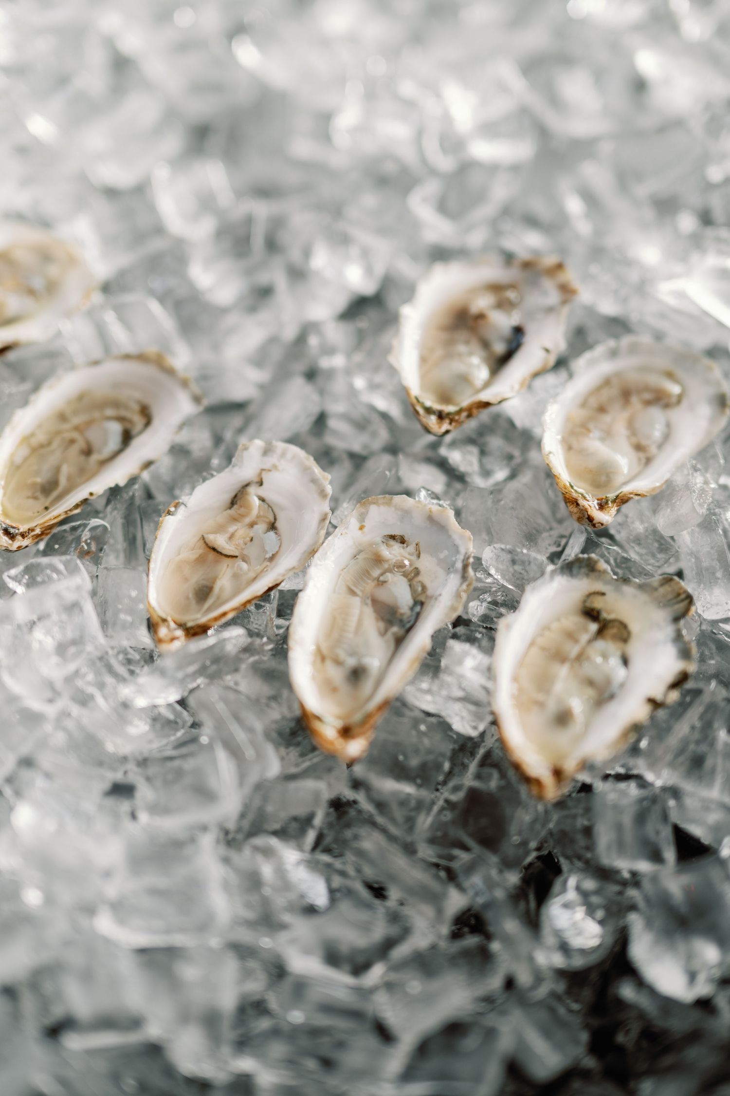 Fresh raw oysters on crushed ice display a luxurious seafood presentation with their pearly white shells.