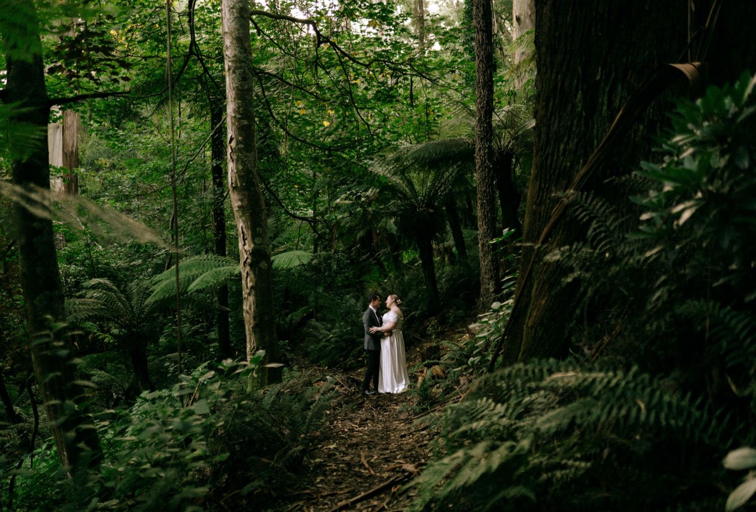 Lush green forest path winds through tall trees and dense foliage in natural woodland setting.