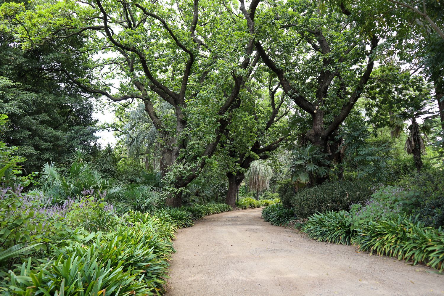 A winding garden path leads through lush greenery with overhanging trees and purple flowers blooming along the sides.