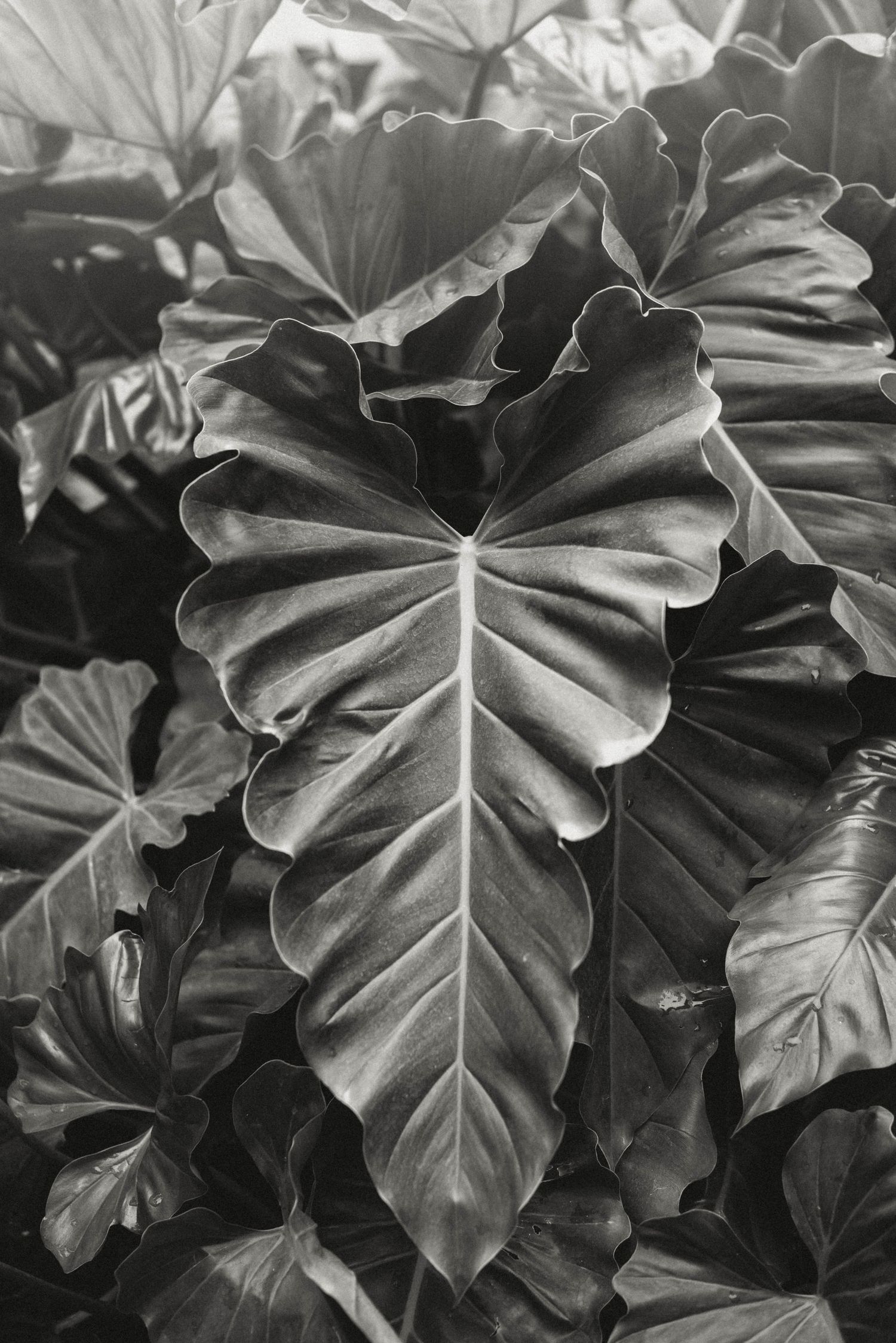 Close-up black and white photograph of large tropical philodendron leaves showing detailed leaf patterns and textures.