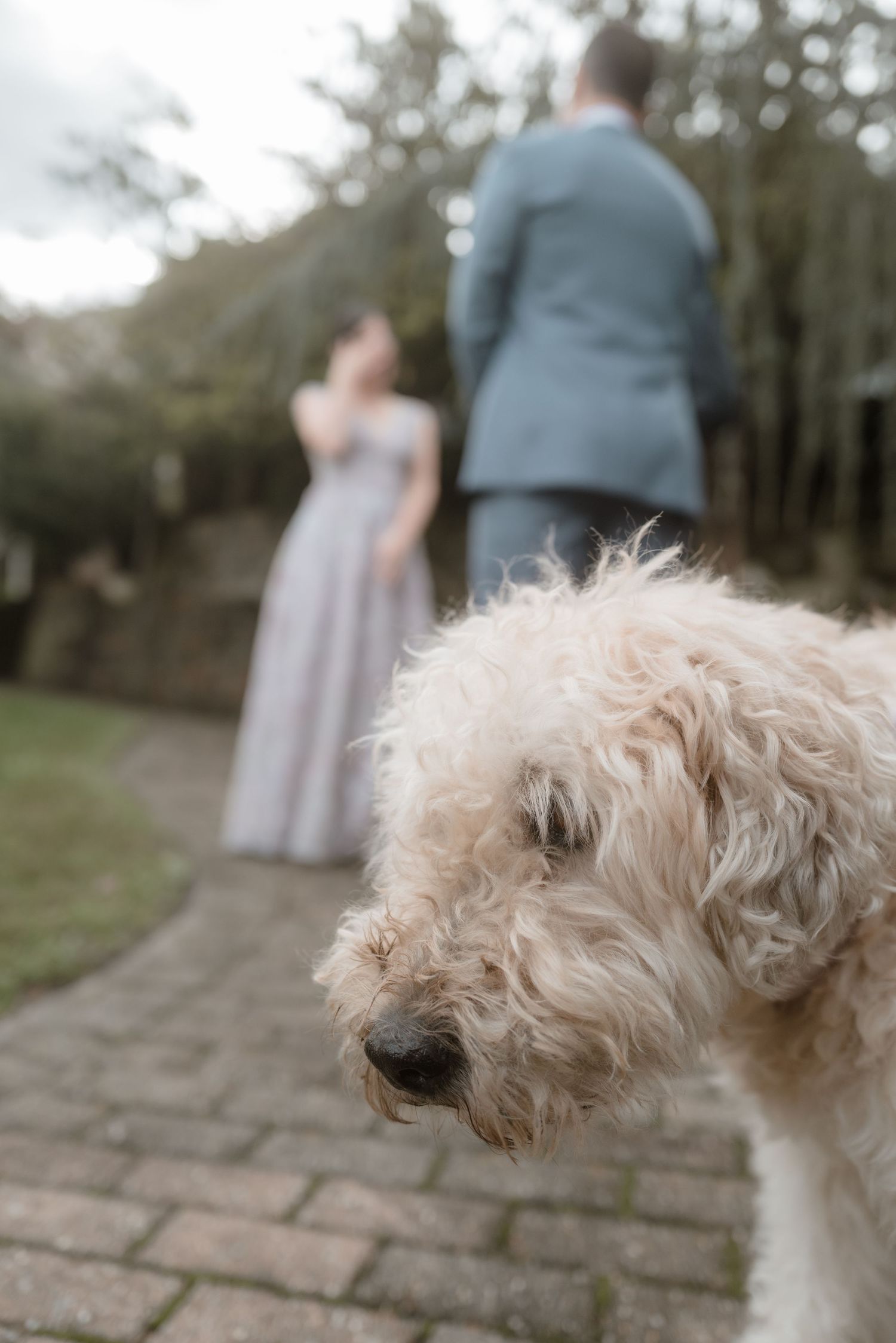 White fluffy dog in foreground with couple standing on stone path during outdoor ceremony.
