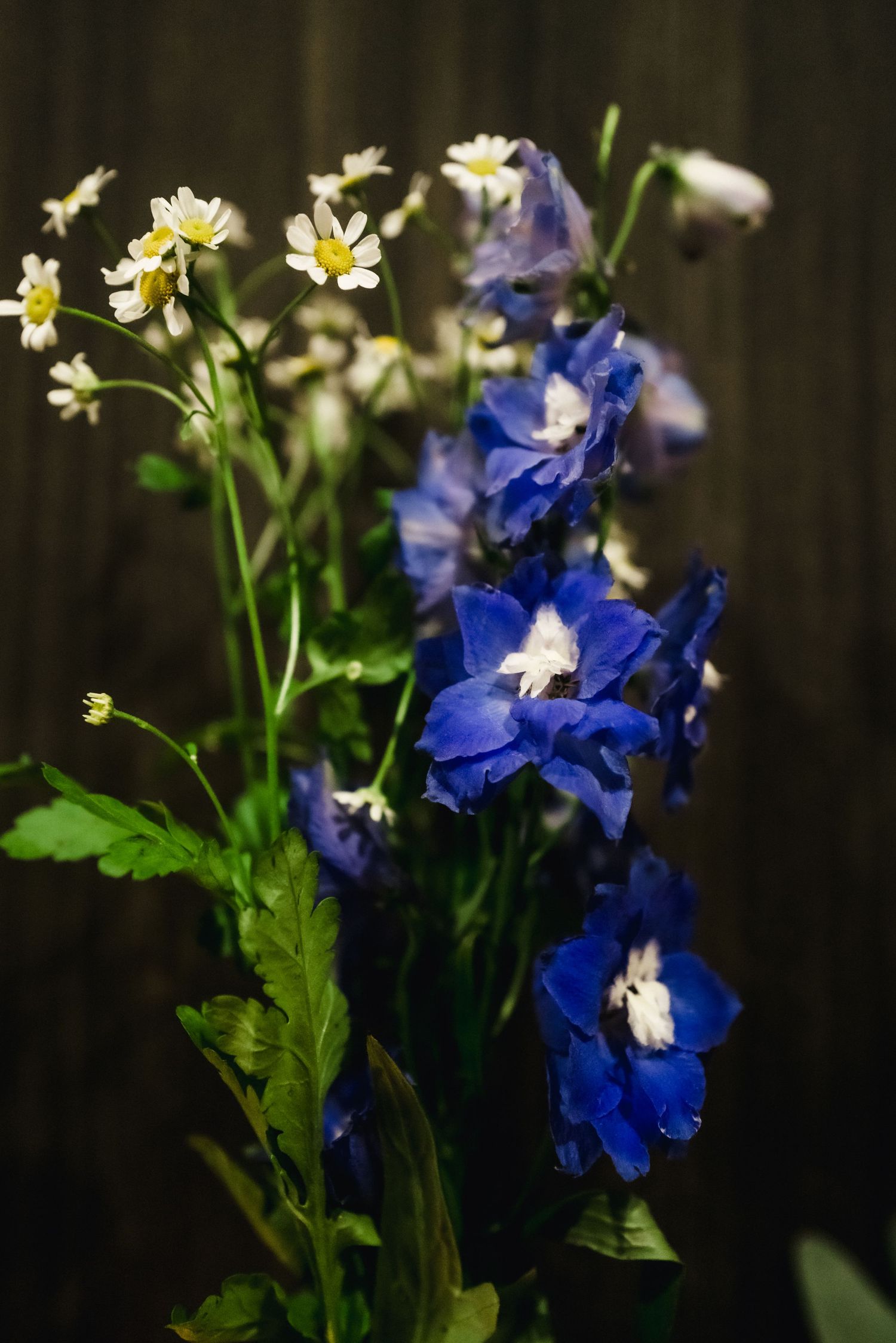 Beautiful arrangement of blue delphiniums and white daisies against dark wooden background.