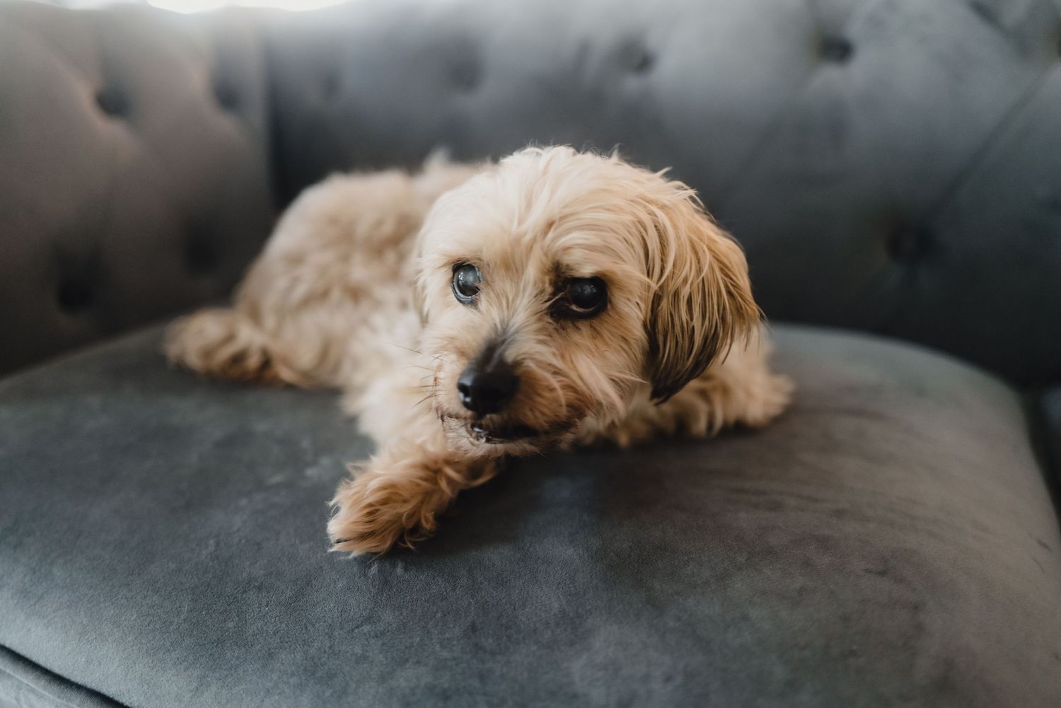 Cute golden brown dog lounging on a gray tufted couch.