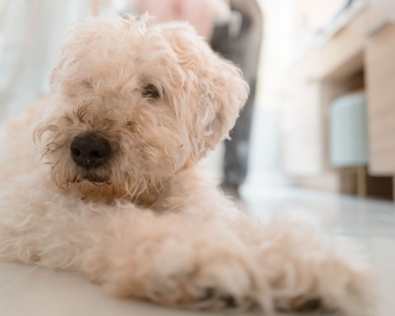 Close-up portrait of a fluffy white dog with a cute expression.