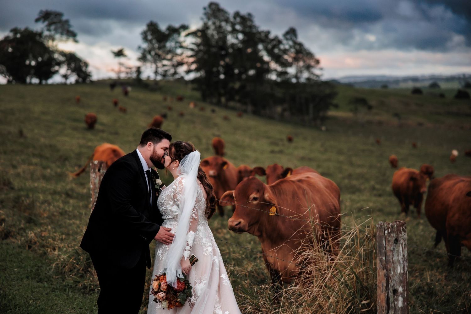 Wedding couple shares an intimate moment among a herd of grazing red cows on a scenic hillside pasture at sunset.