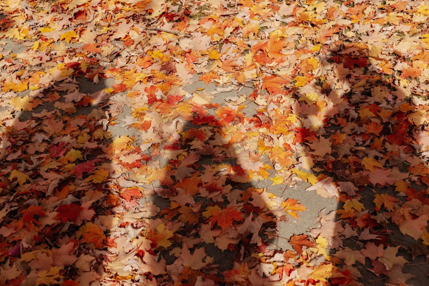 Close-up of fallen autumn leaves creating a vibrant orange and red pattern.