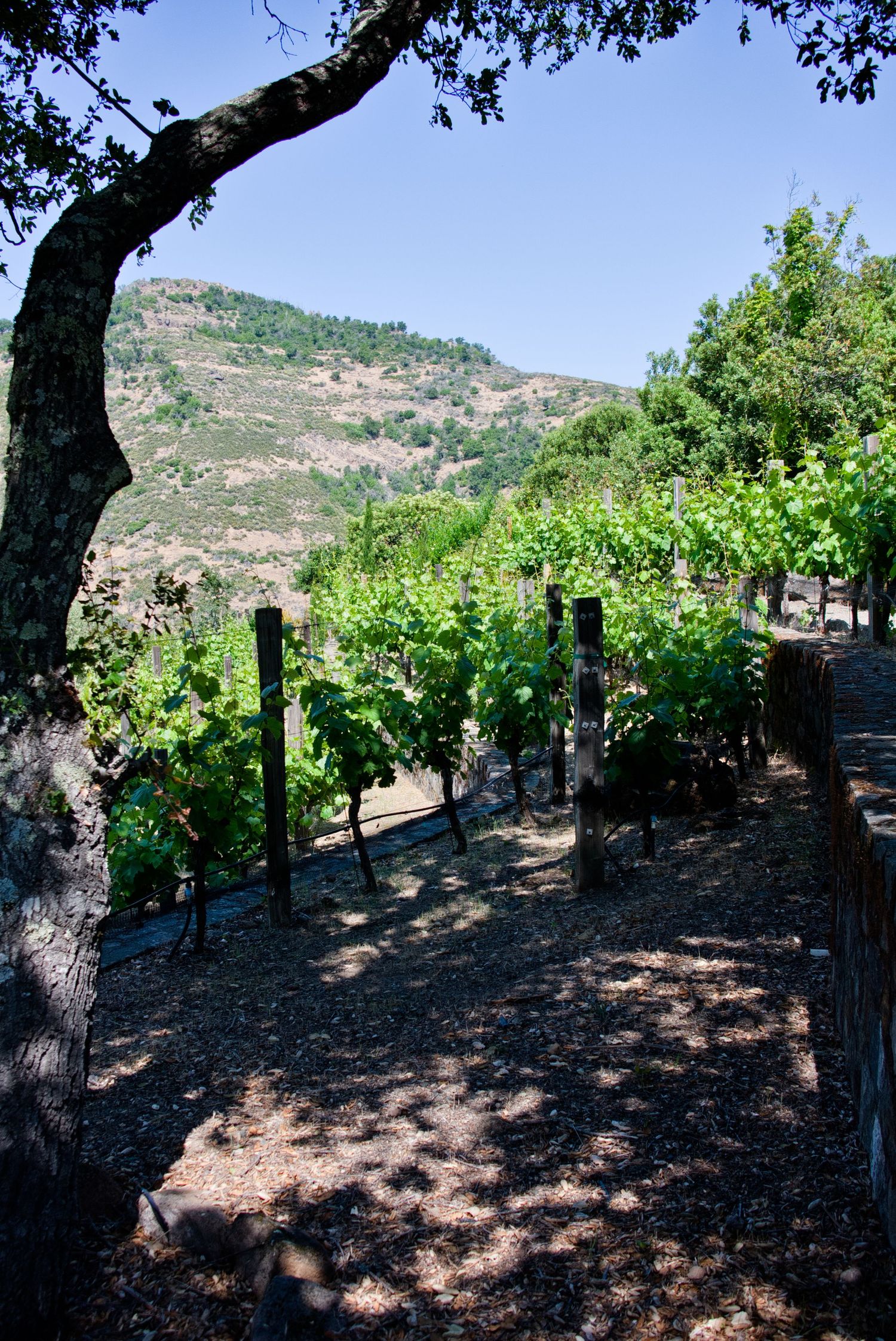 Rows of grapevines growing in a hillside vineyard with rustic wooden posts and dappled shade from trees overhead.