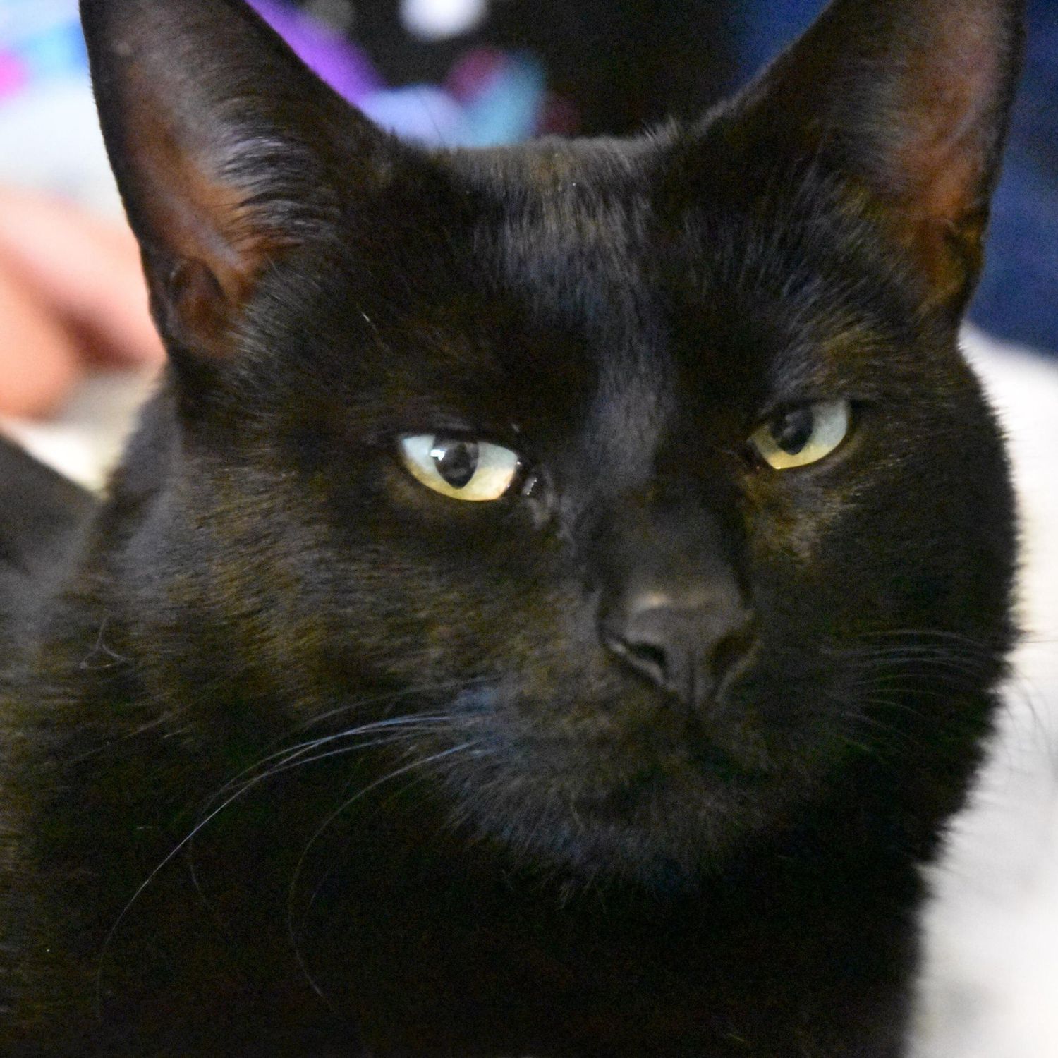 Close-up of a black cat's face with bright yellow eyes looking mysteriously at the viewer.