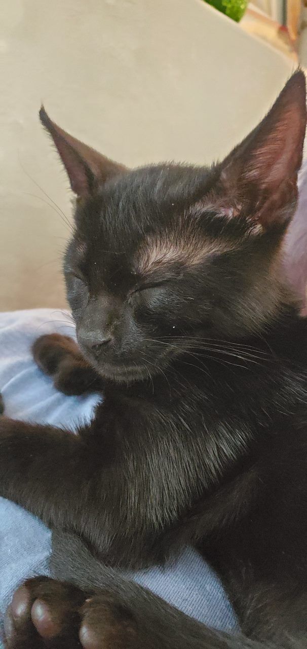 A sleepy black cat with glossy fur rests contentedly on light blue fabric, shown in closeup profile view.