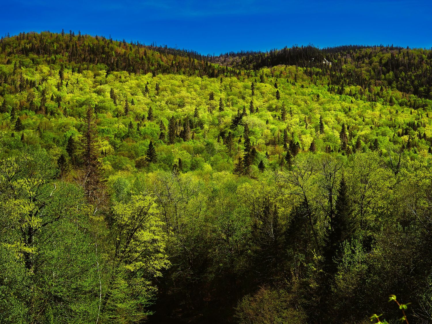 Rolling hills covered in vibrant green spring foliage stretch across a mountainous landscape under blue skies.