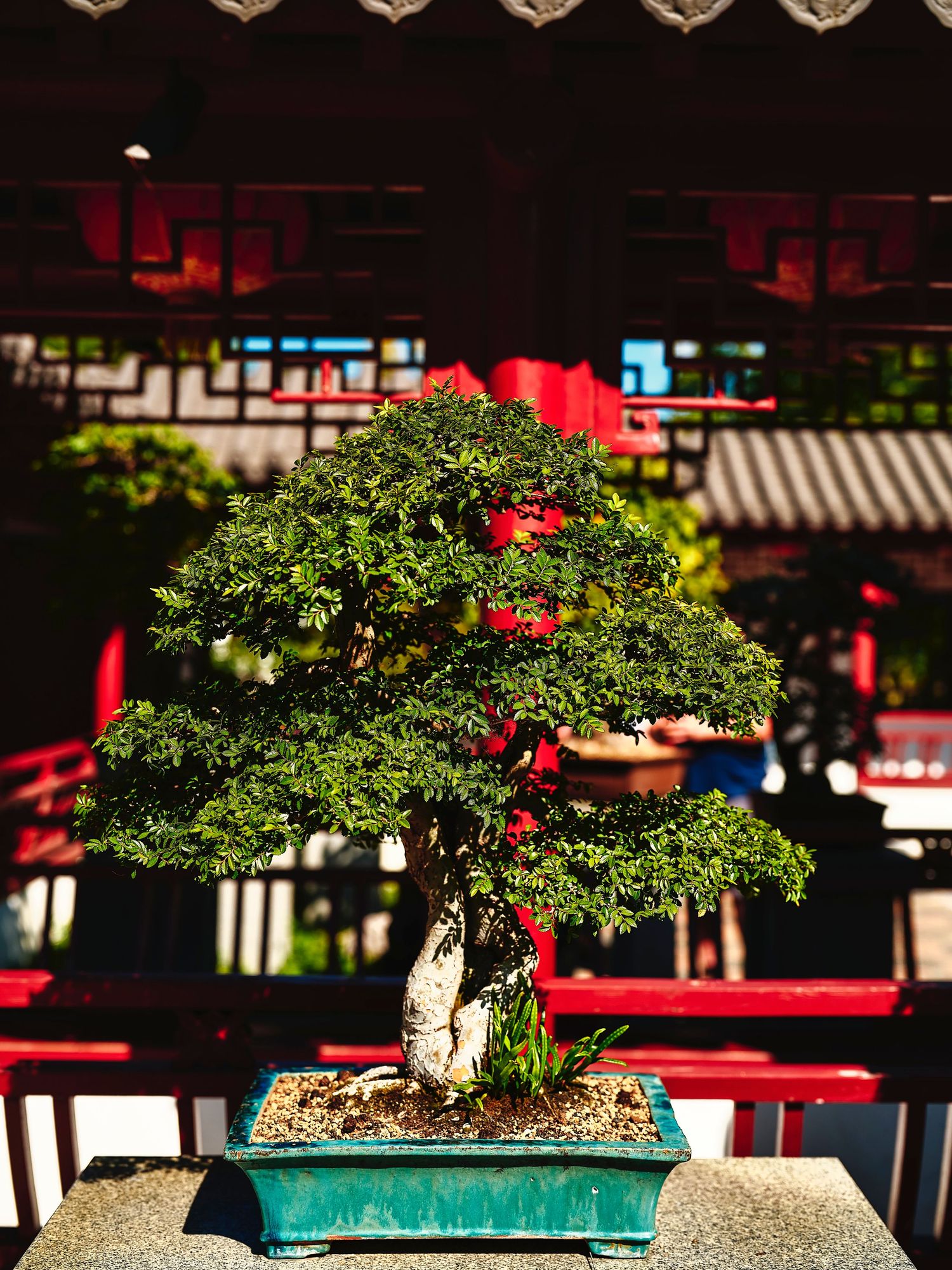 Bonsai tree with dense green foliage displayed in a turquoise ceramic pot against a dark background with red accents.