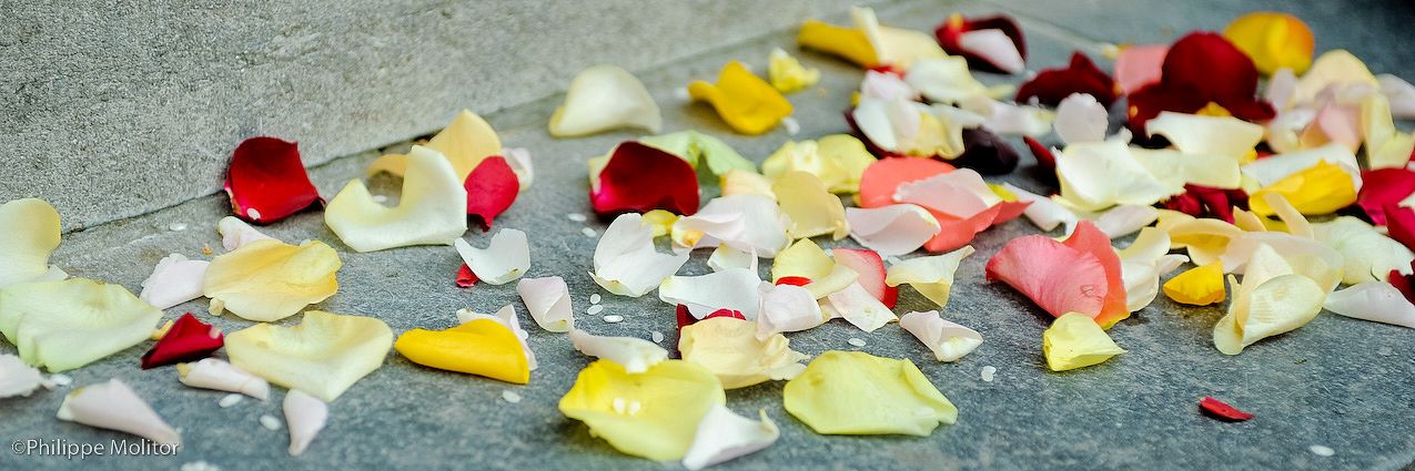 Colorful rose petals scattered on a gray stone surface, featuring red, yellow, pink, and white petals.