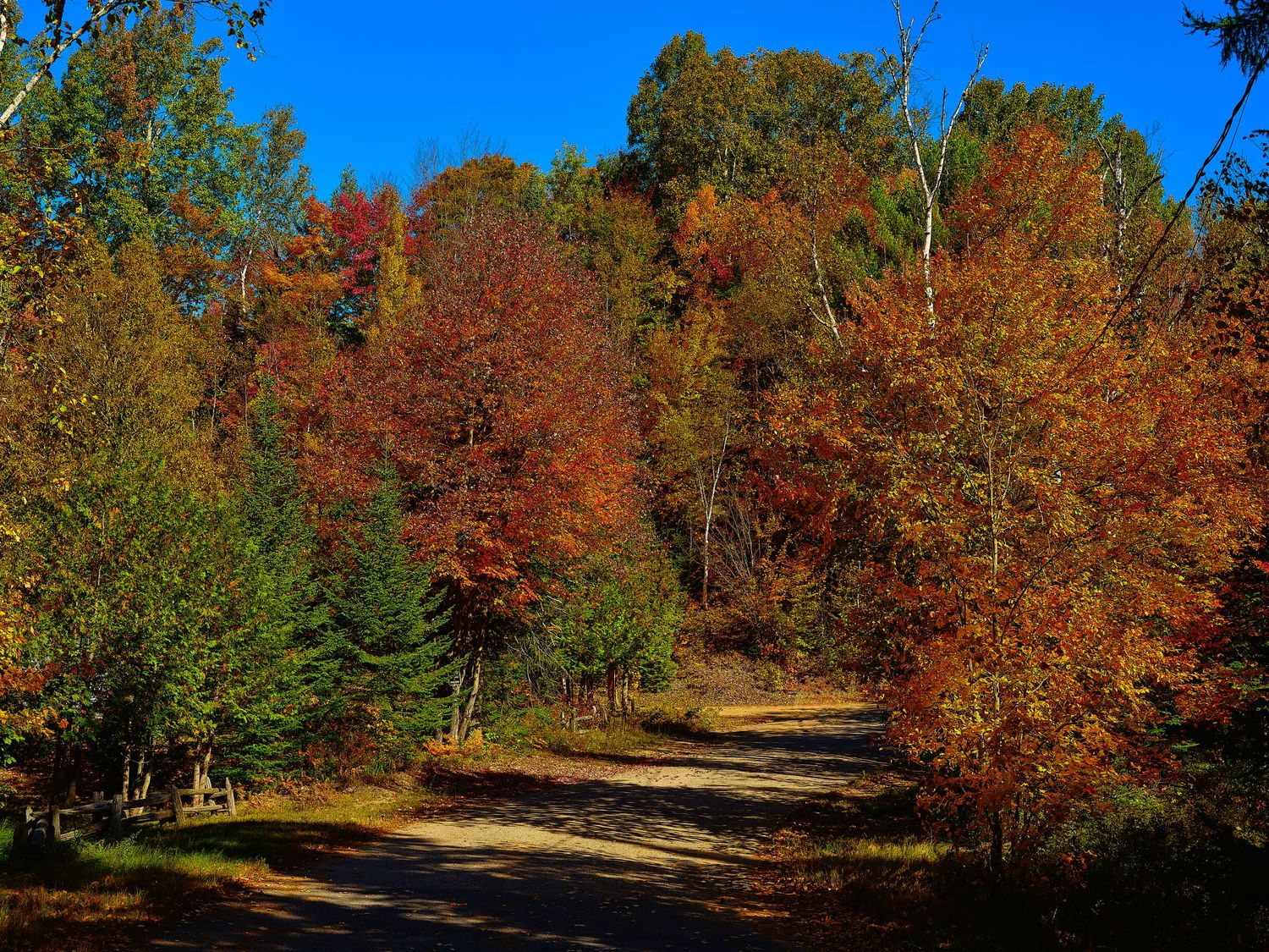 A winding path through vibrant autumn trees with red and orange foliage in a scenic forest landscape.