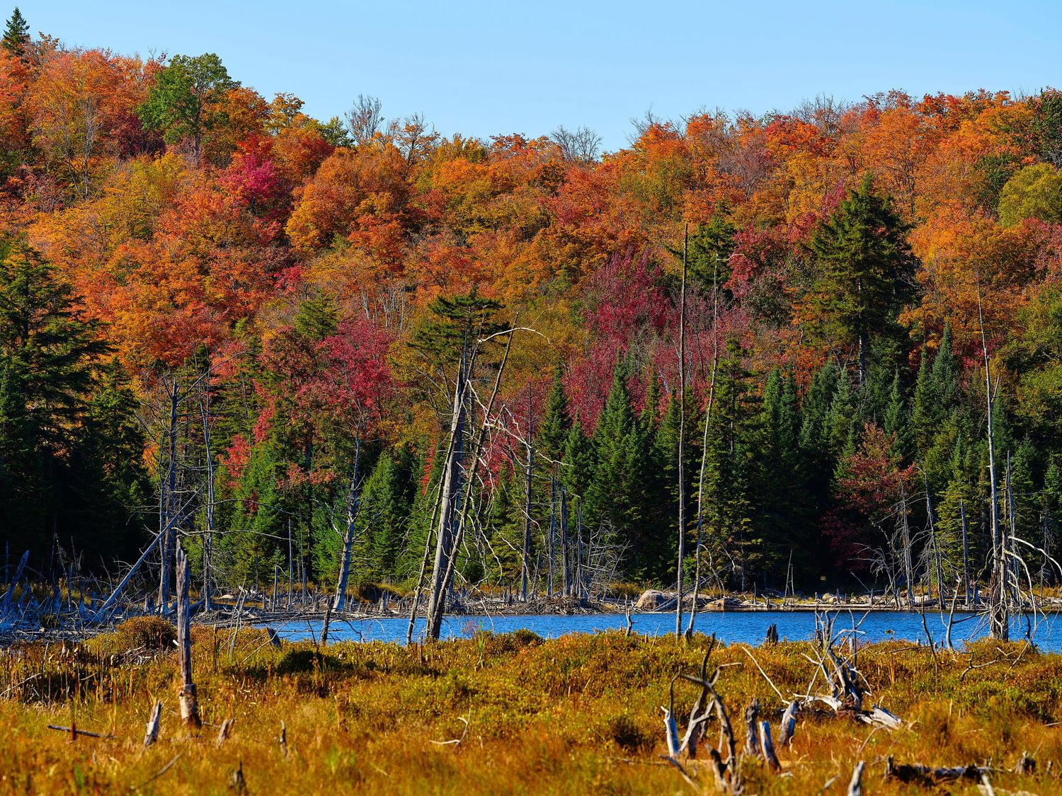 Panoramic autumn landscape of vibrant fall foliage reflecting in calm lake waters with evergreen trees along shoreline.